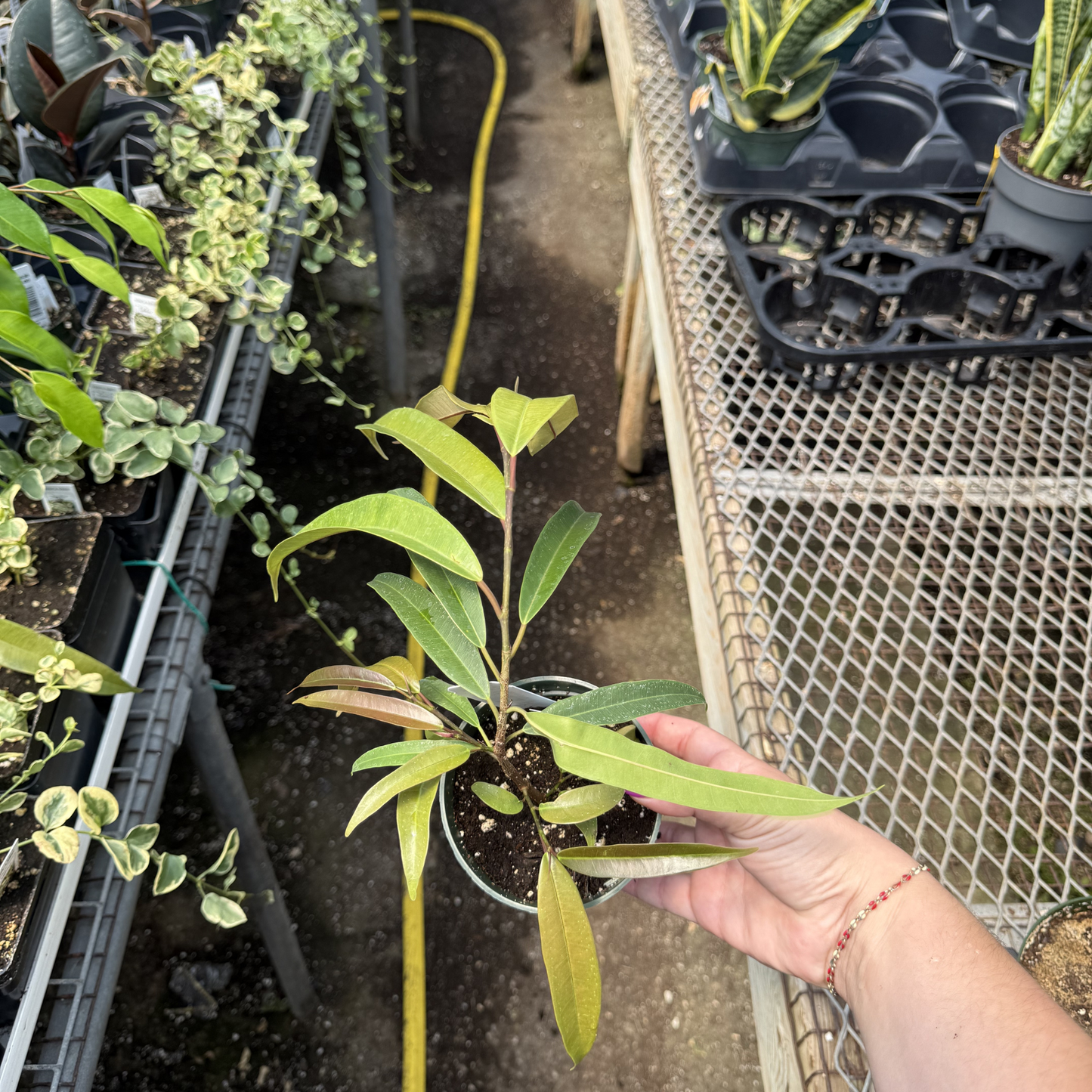 Ficus maclellandii 'Amstel King'