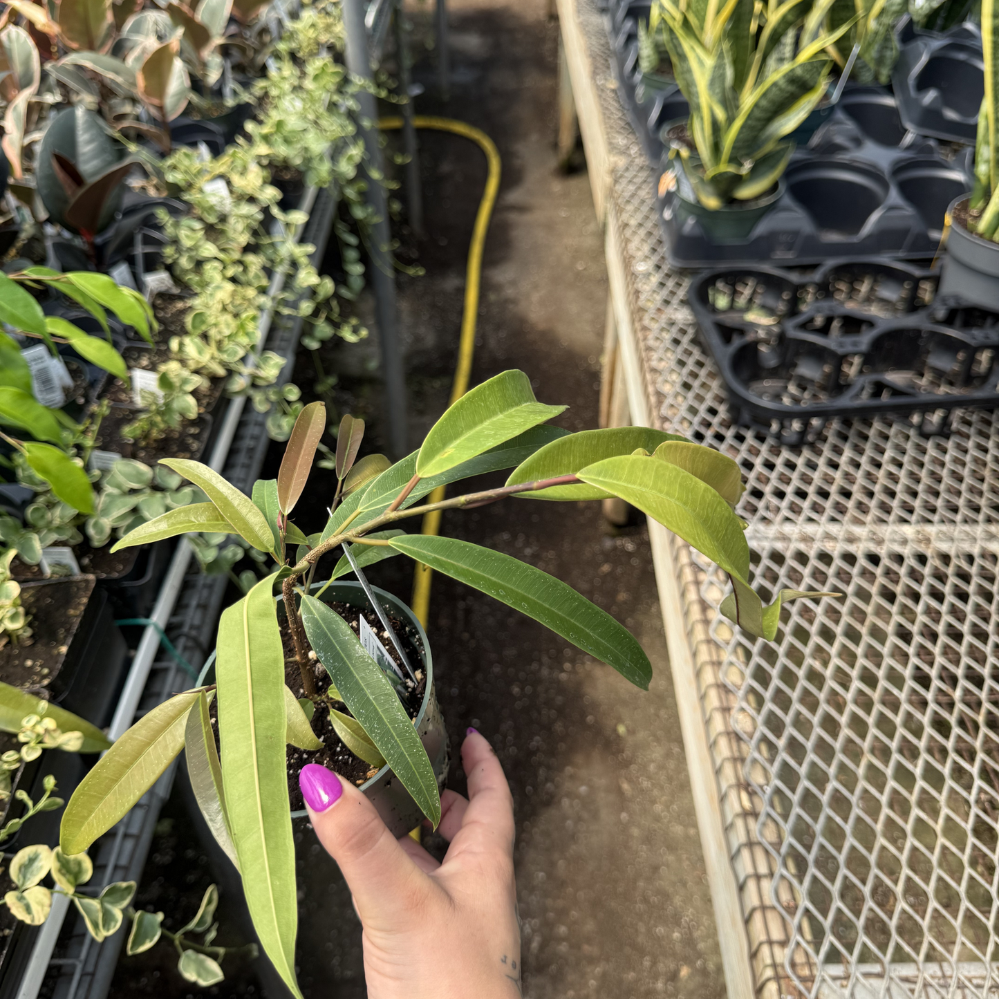 Ficus maclellandii 'Amstel King'