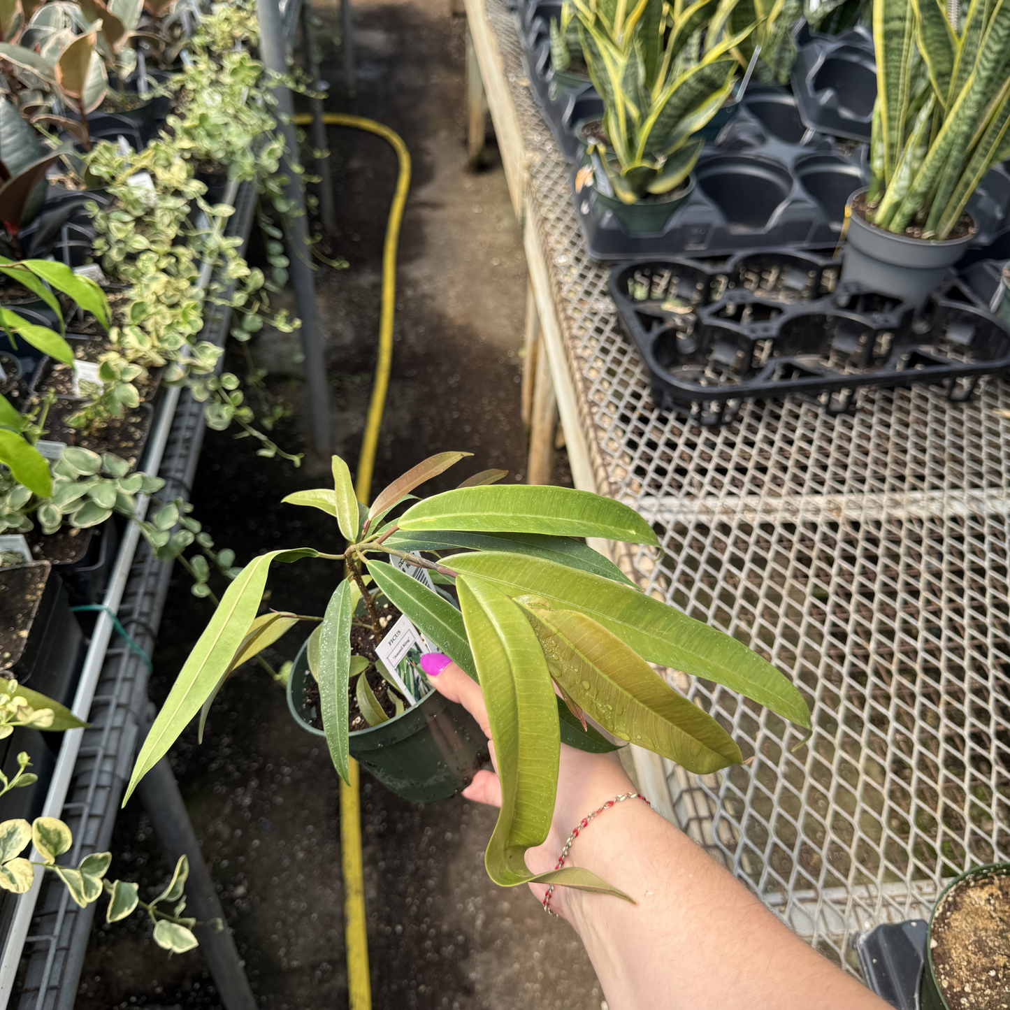 Ficus maclellandii 'Amstel King'