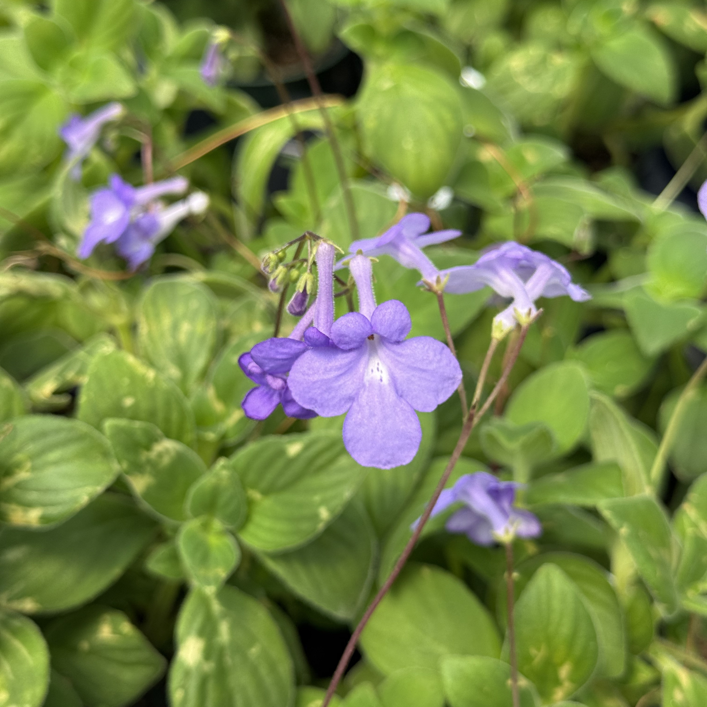 Streptocarpella 'Concord Blue'