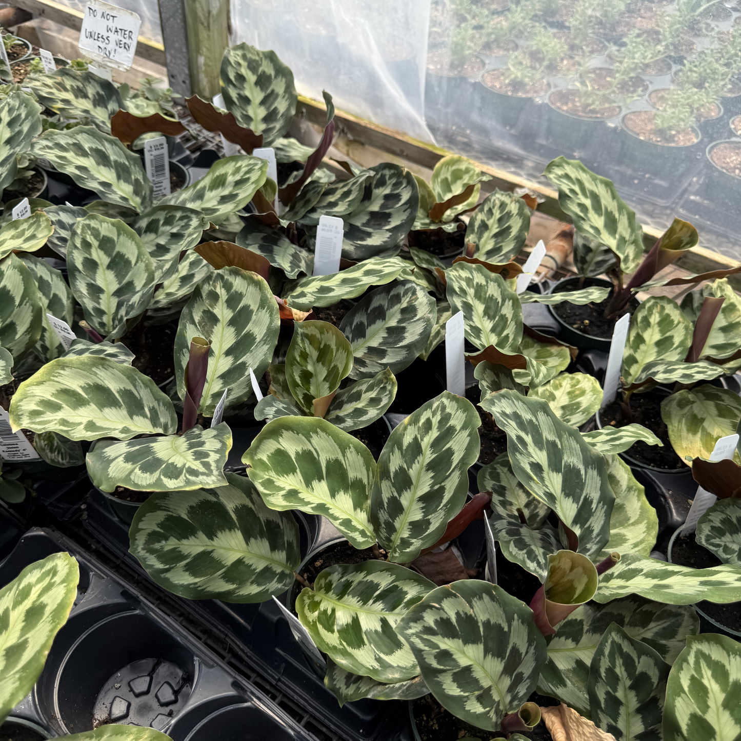 Calathea 'Helen Kennedy'