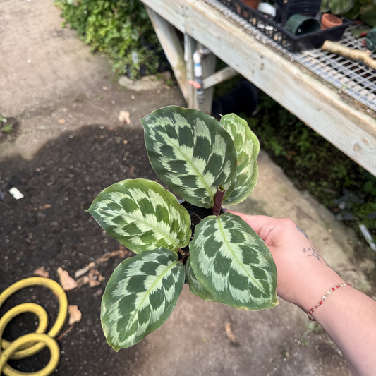 Calathea 'Helen Kennedy'