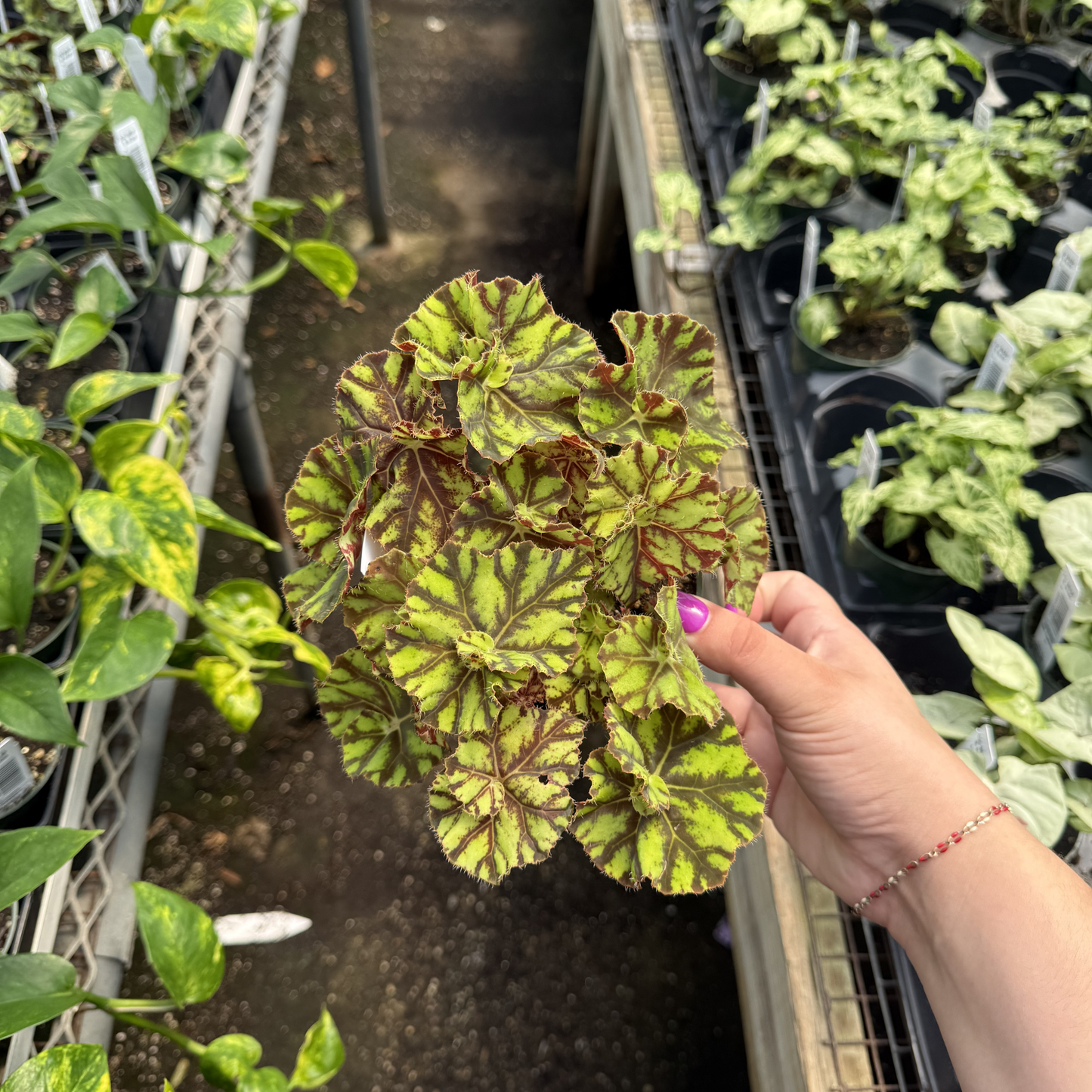 Rex Begonia 'Zumba'