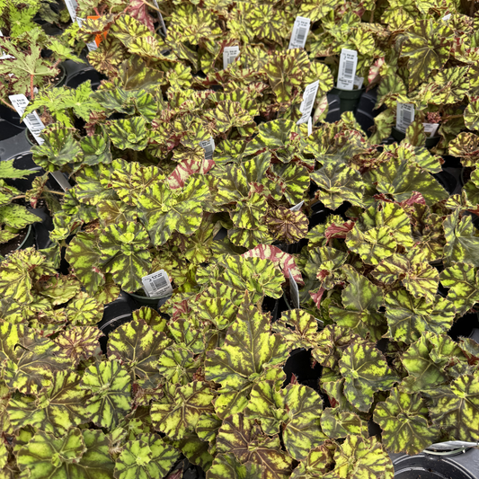 Rex Begonia 'Zumba'