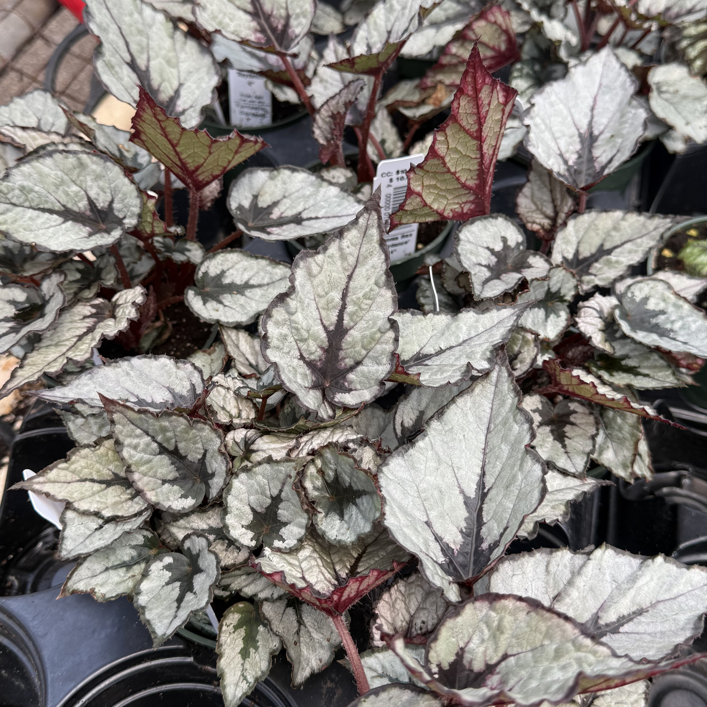 Rex Begonia 'Raindance'