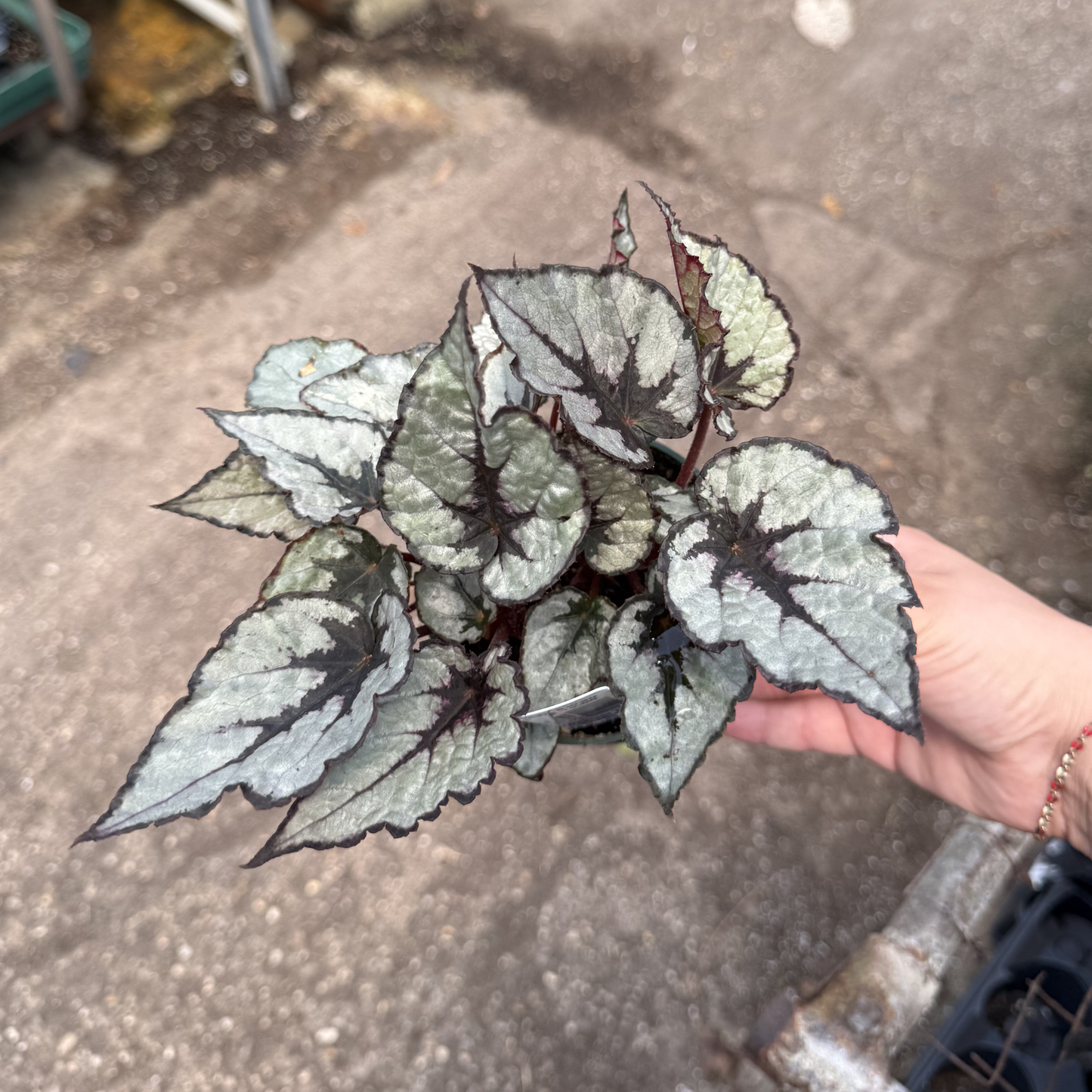 Rex Begonia 'Raindance'