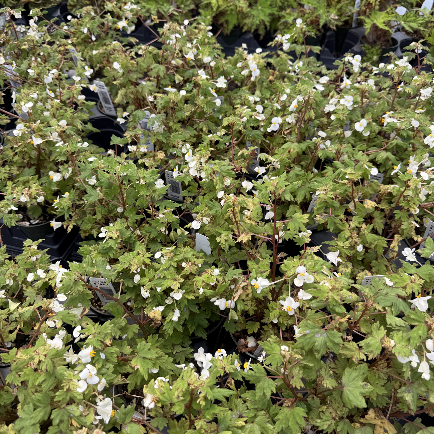 Begonia dregei