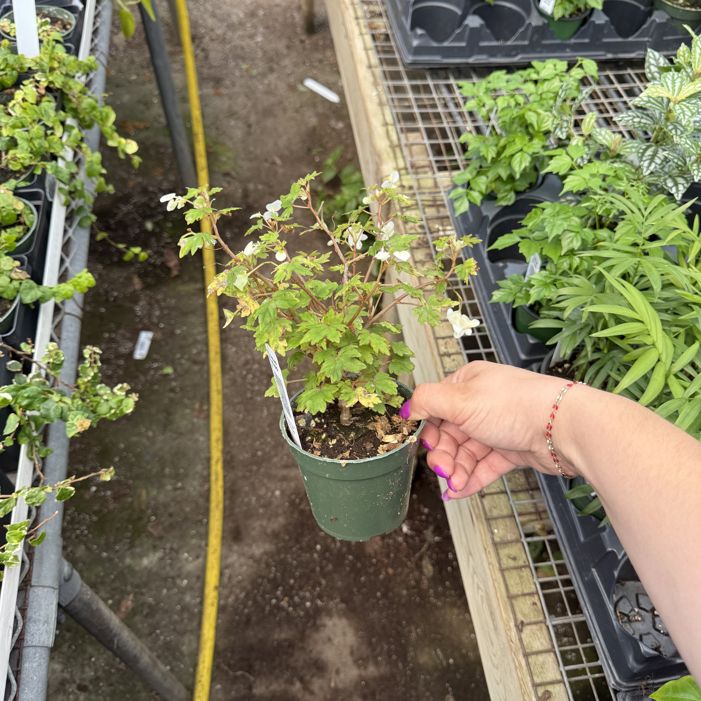 Begonia dregei