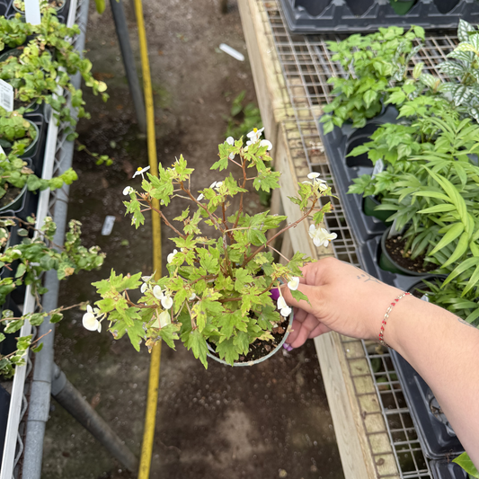 Begonia dregei