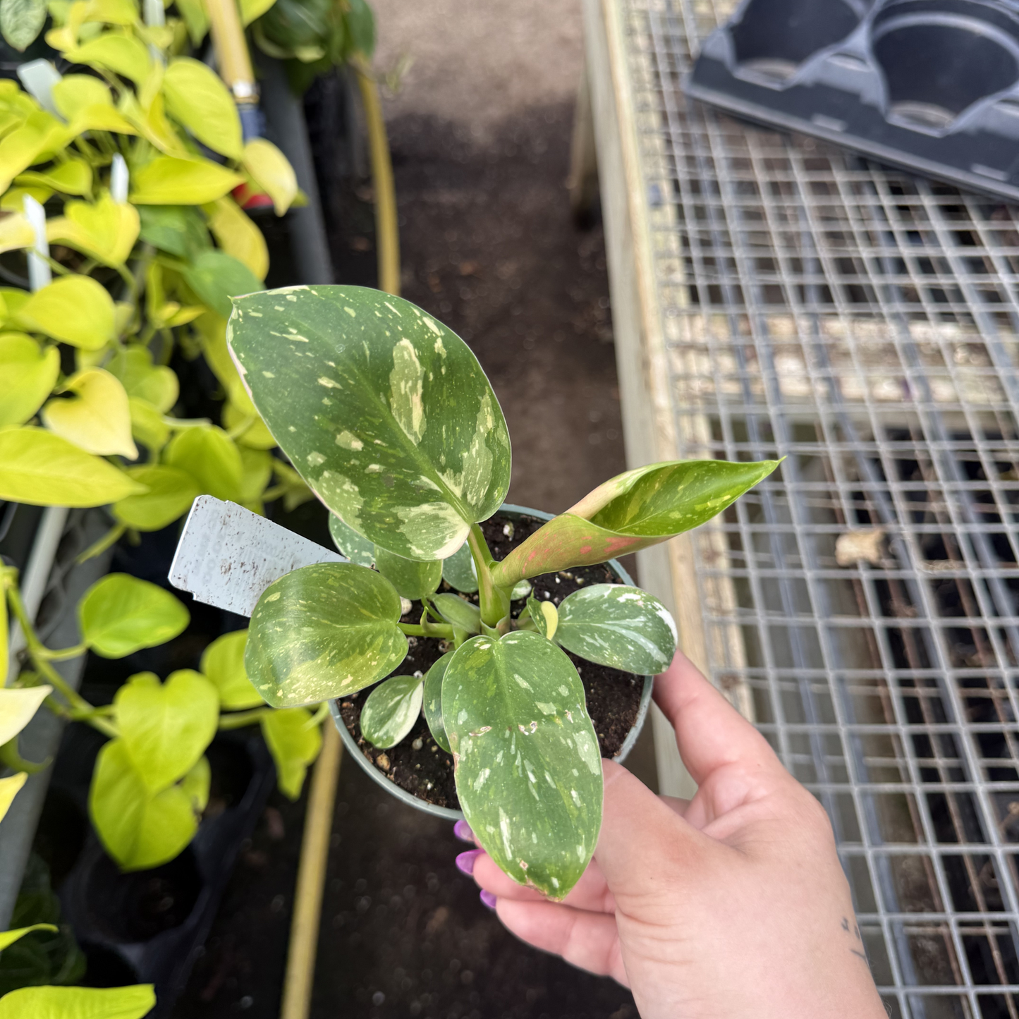 Philodendron 'Green Congo Nuclear' Variegated
