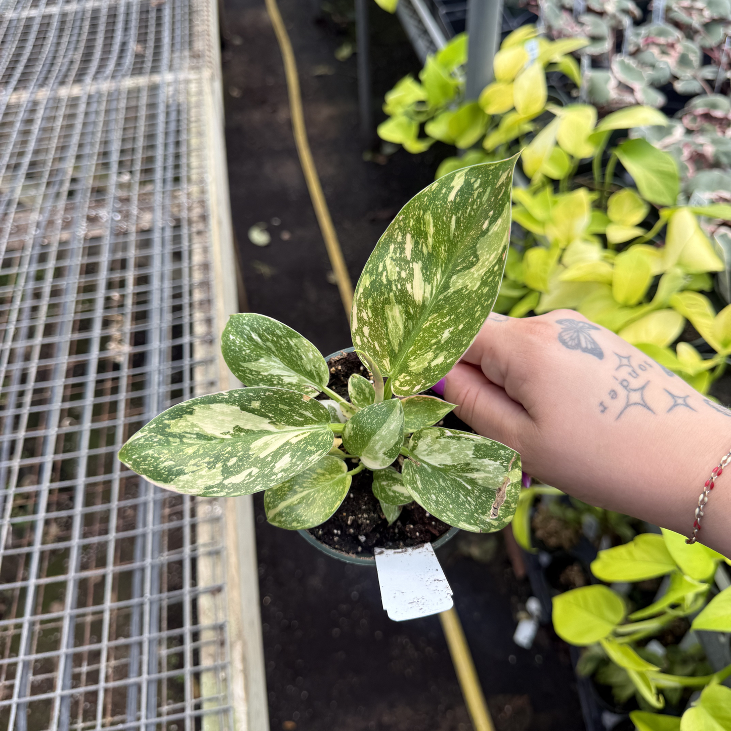 Philodendron 'Green Congo Nuclear' Variegated