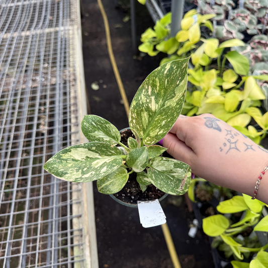 Philodendron 'Green Congo Nuclear' Variegated