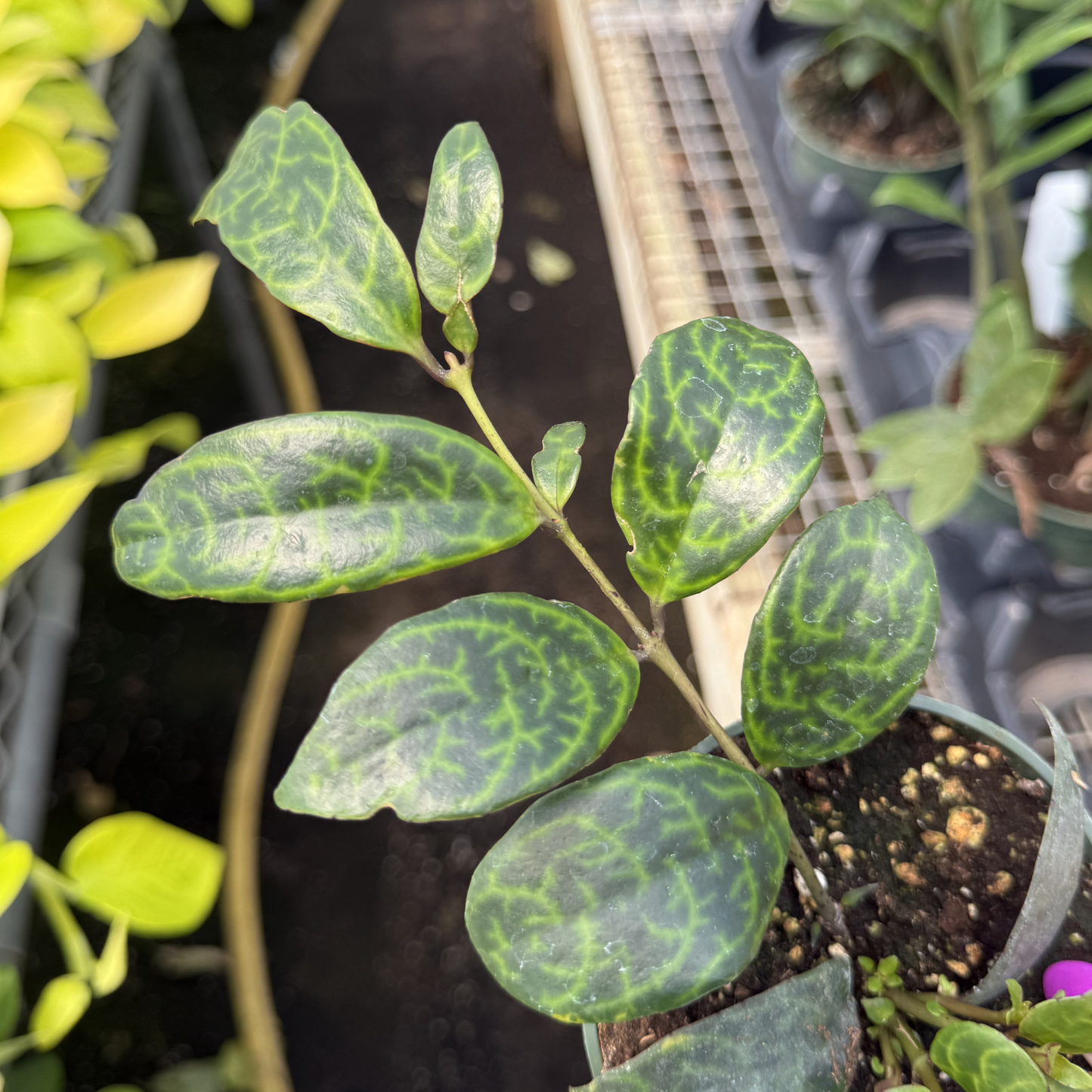 Aeschynanthus longicaulis 'Black Pagoda'