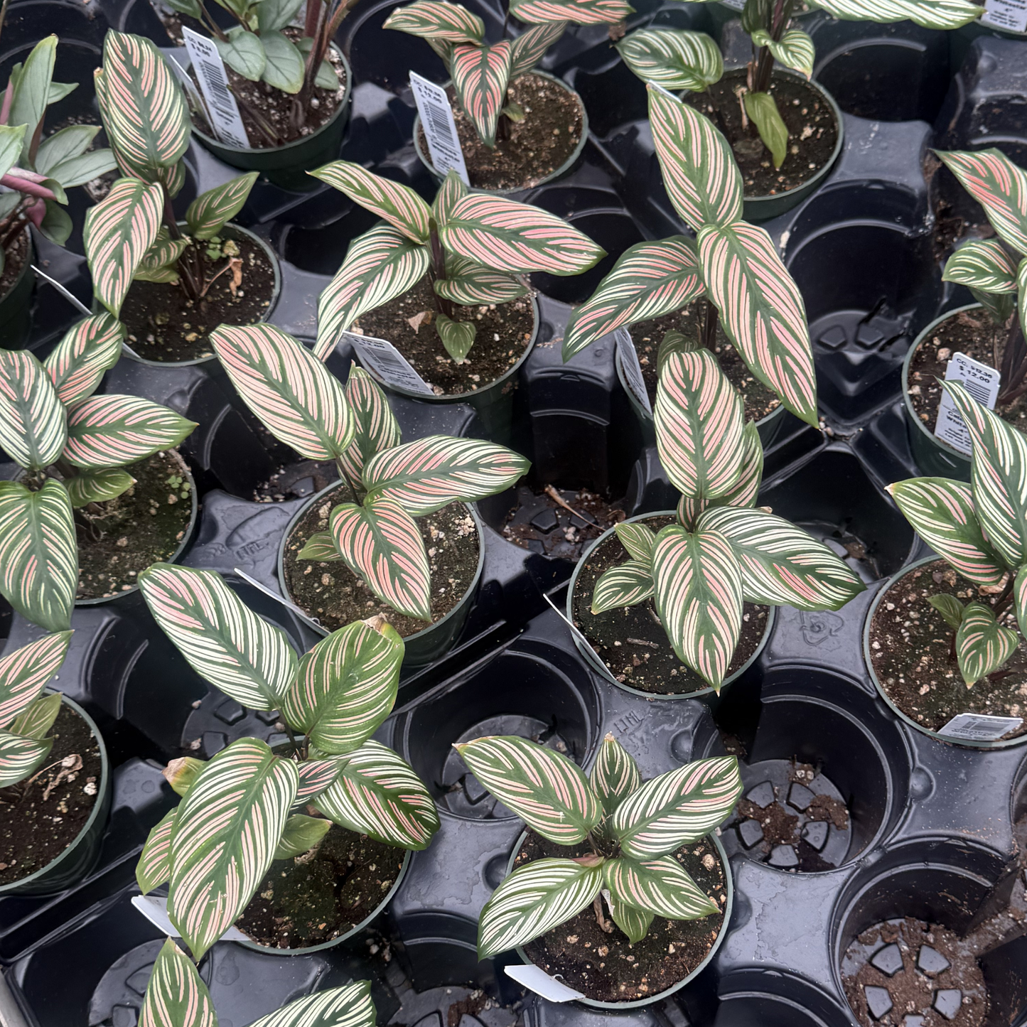 Calathea majestica 'Whitestar'
