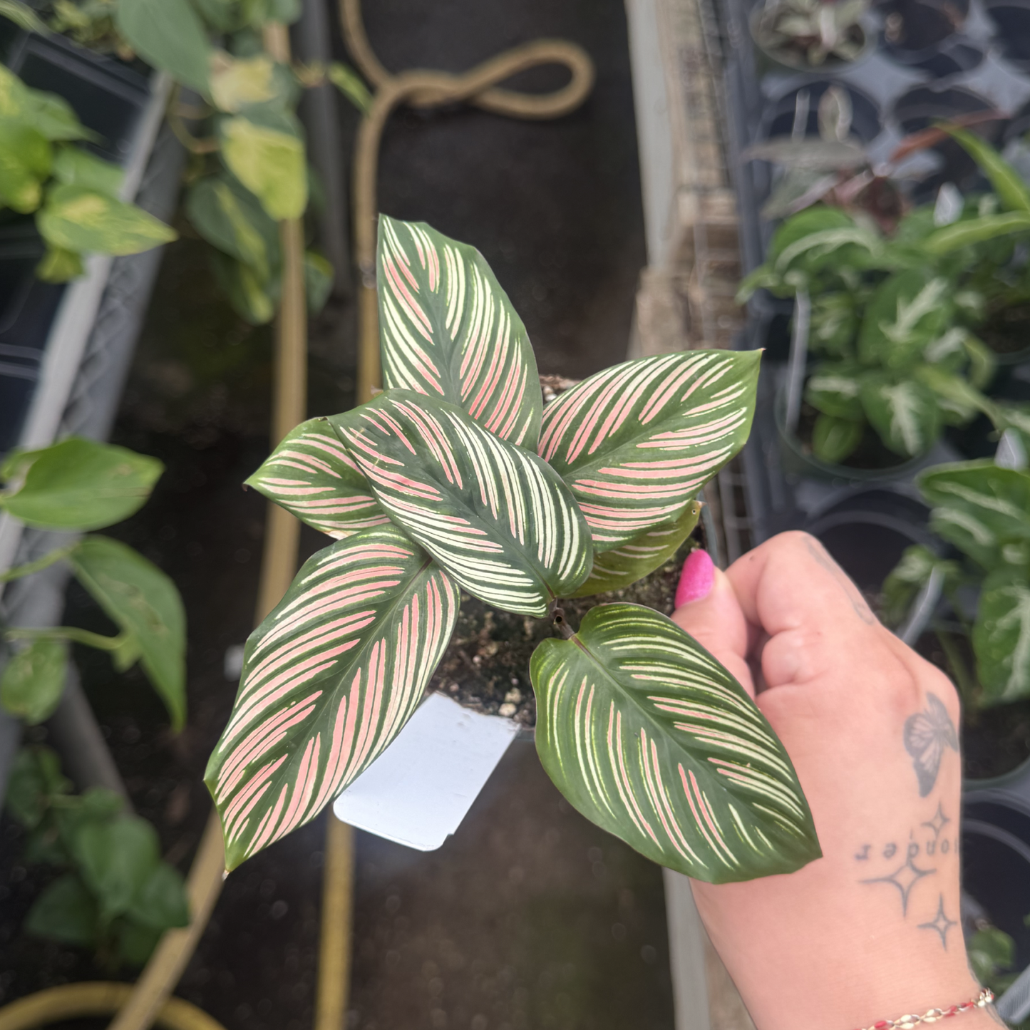 Calathea majestica 'Whitestar'