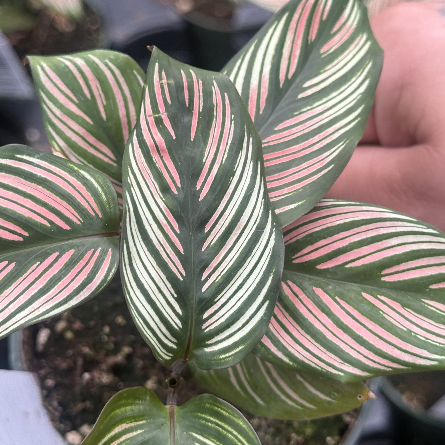 Calathea majestica 'Whitestar'