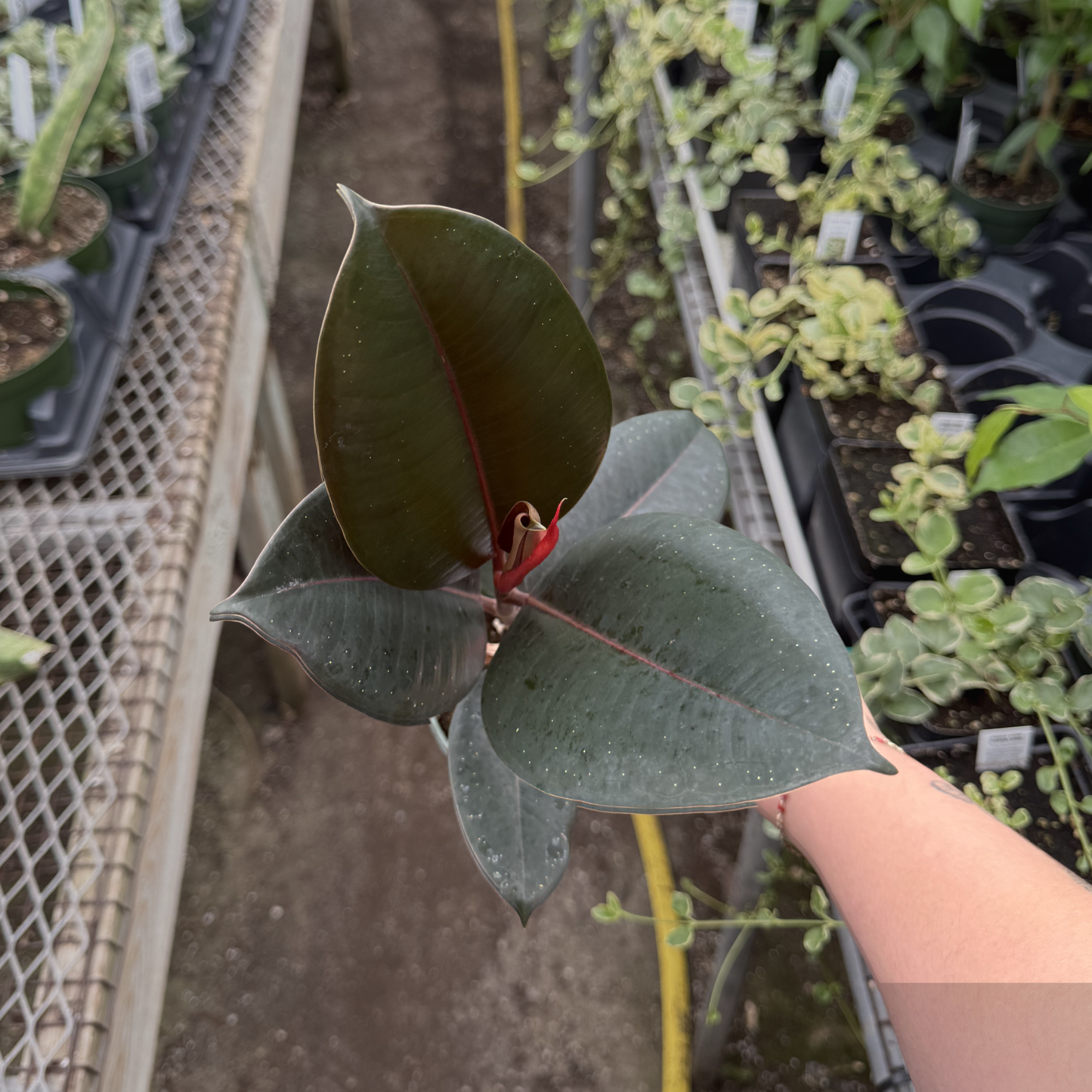 Ficus elastica 'Burgundy'