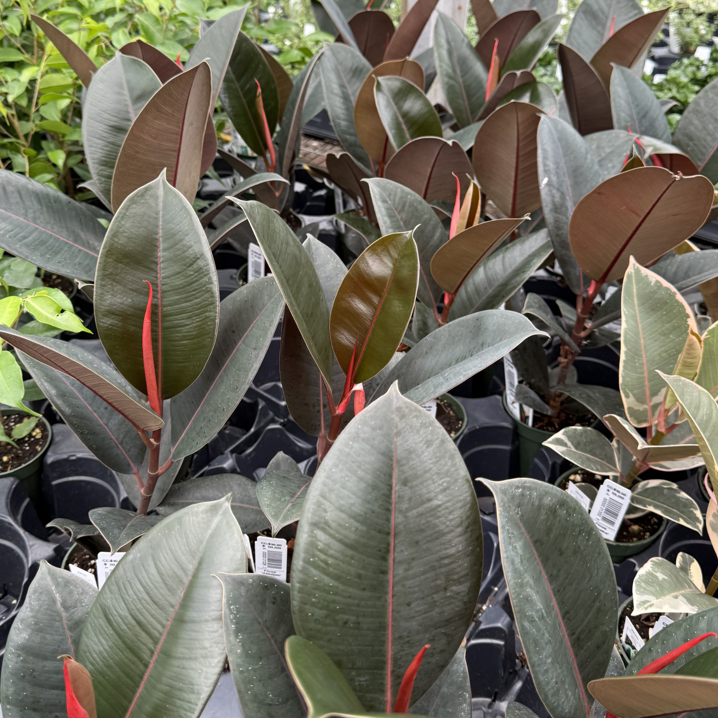 Ficus elastica 'Burgundy'