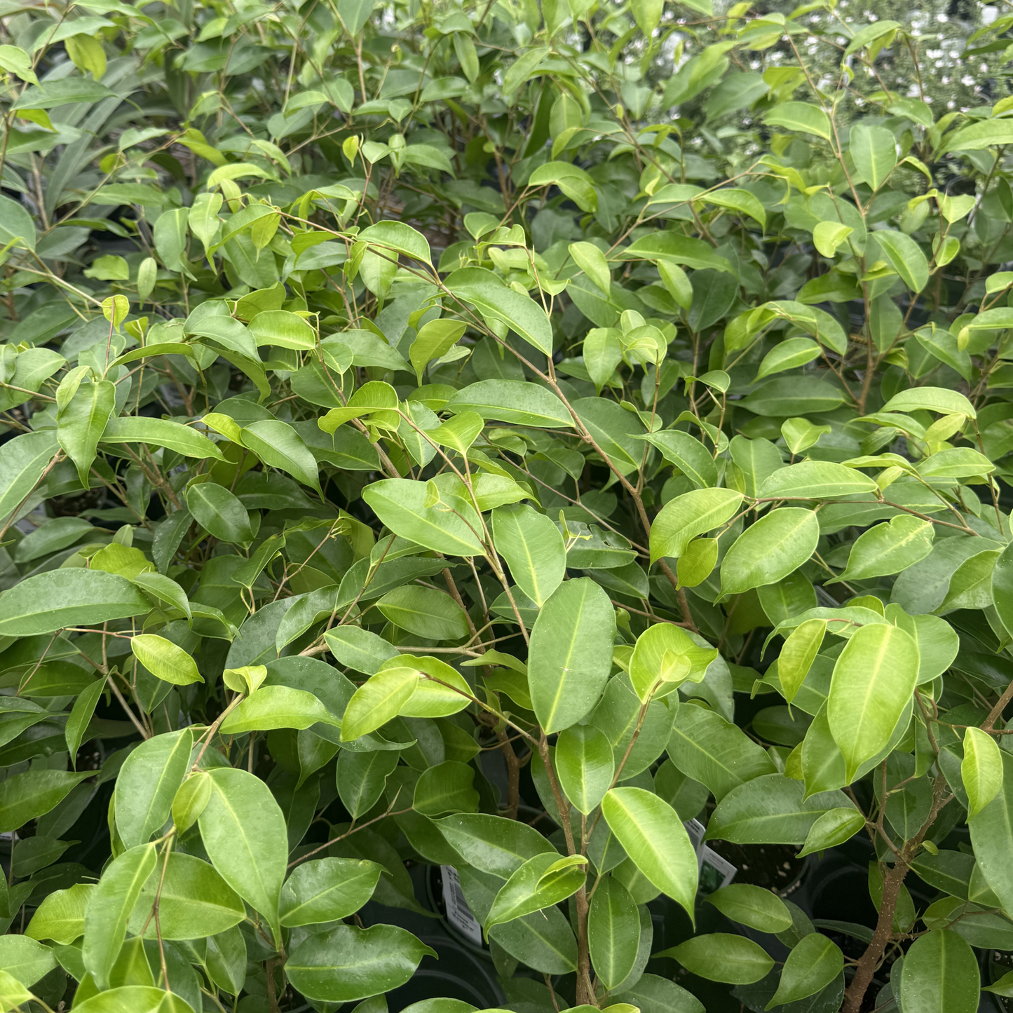 Ficus benjamina 'Exotica'