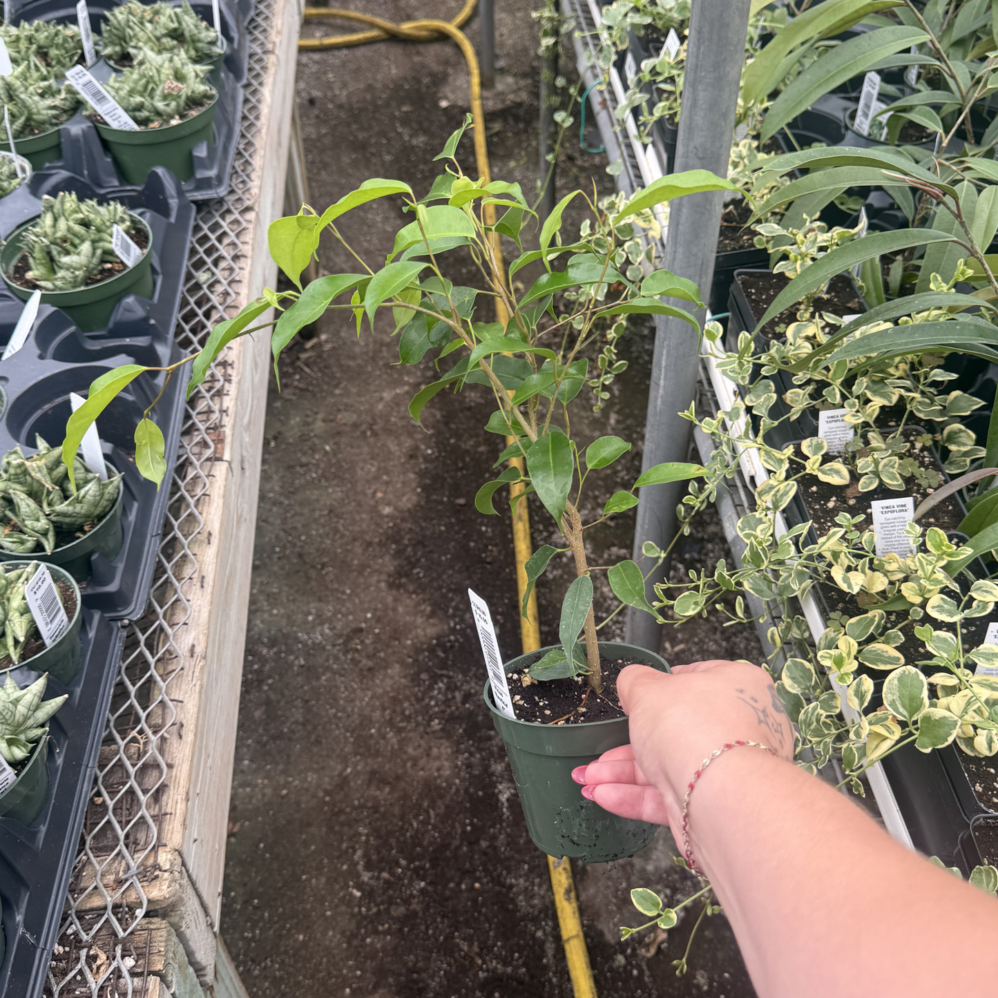 Ficus benjamina 'Exotica'
