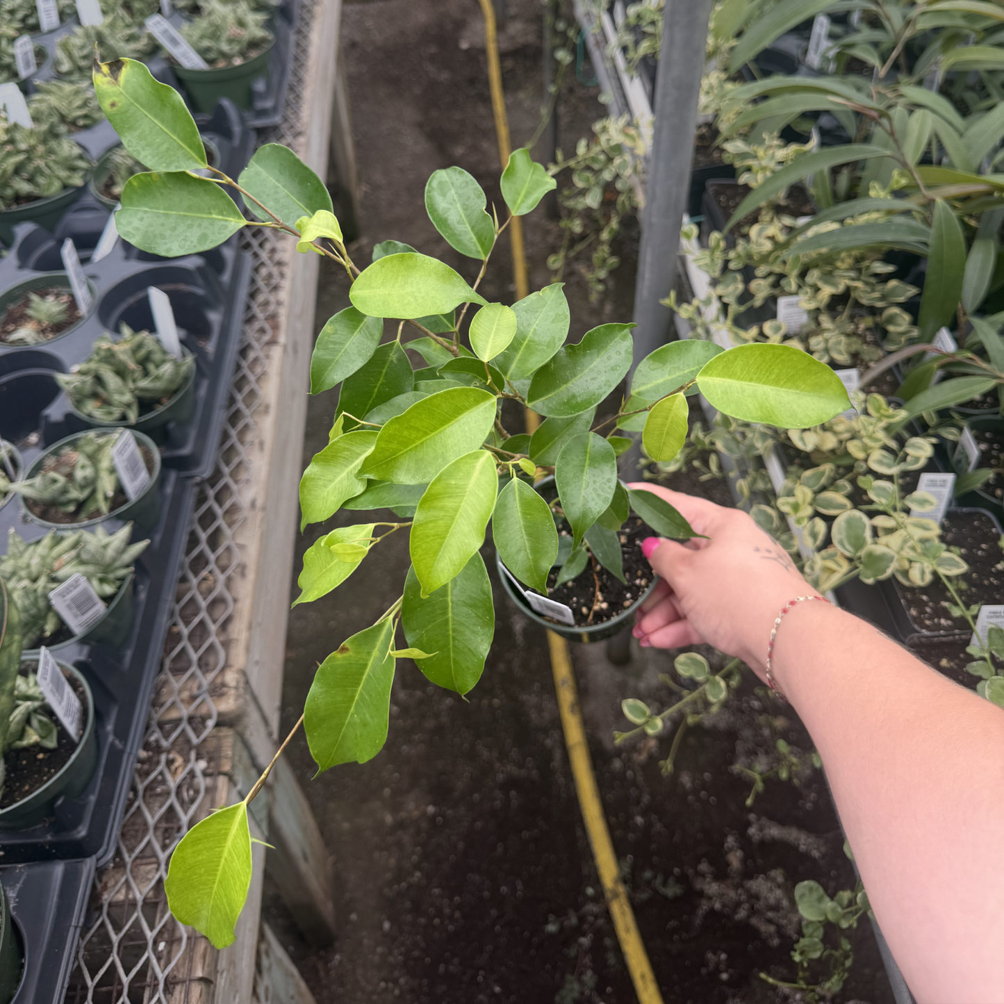 Ficus benjamina 'Exotica'