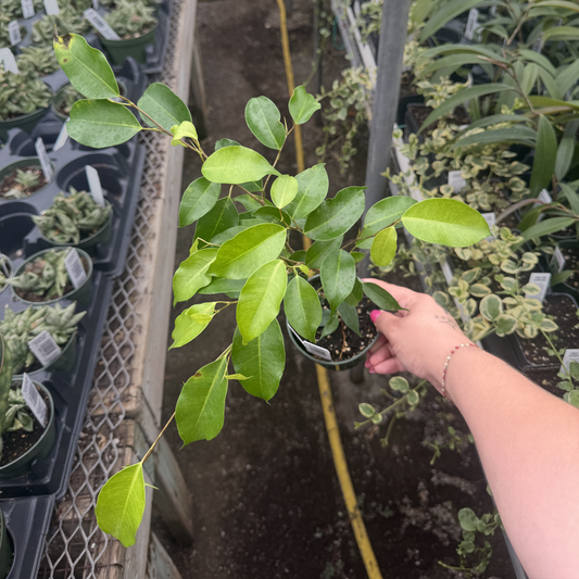 Ficus benjamina 'Exotica'