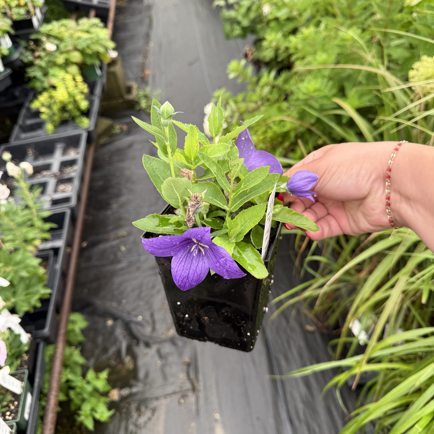 Platycodon grandiflorus 'Pop Star Blue'