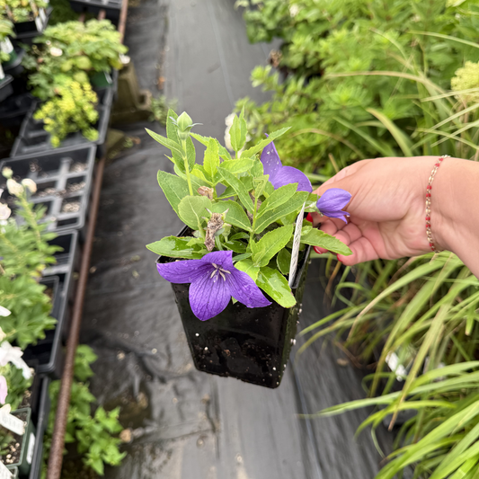 Platycodon grandiflorus 'Pop Star Blue'