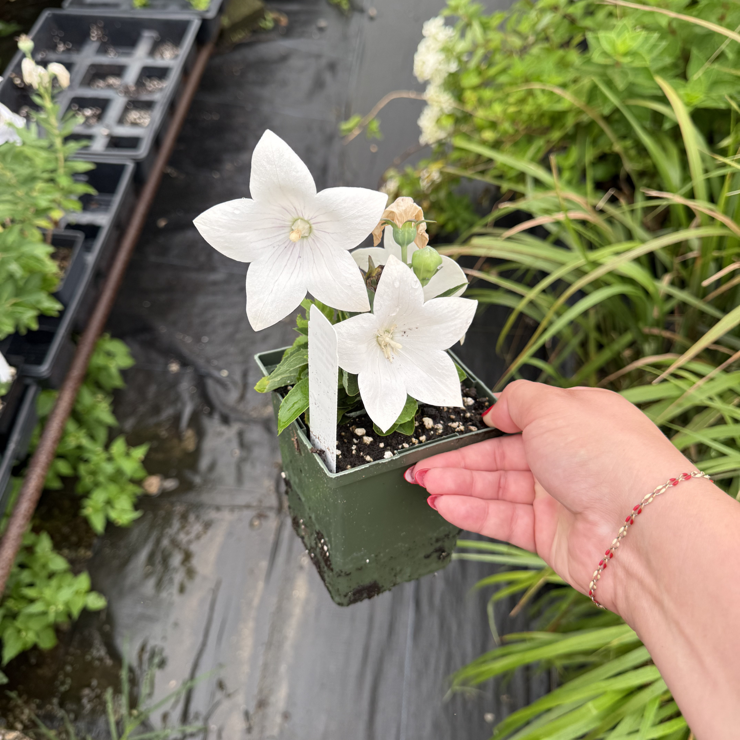 Platycodon grandiflorus 'Pop Star White'
