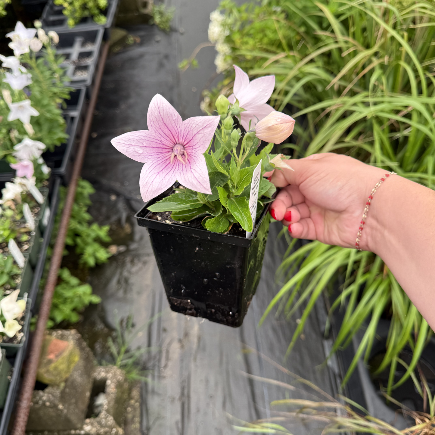 Platycodon grandiflorus 'Pop Star Pink'