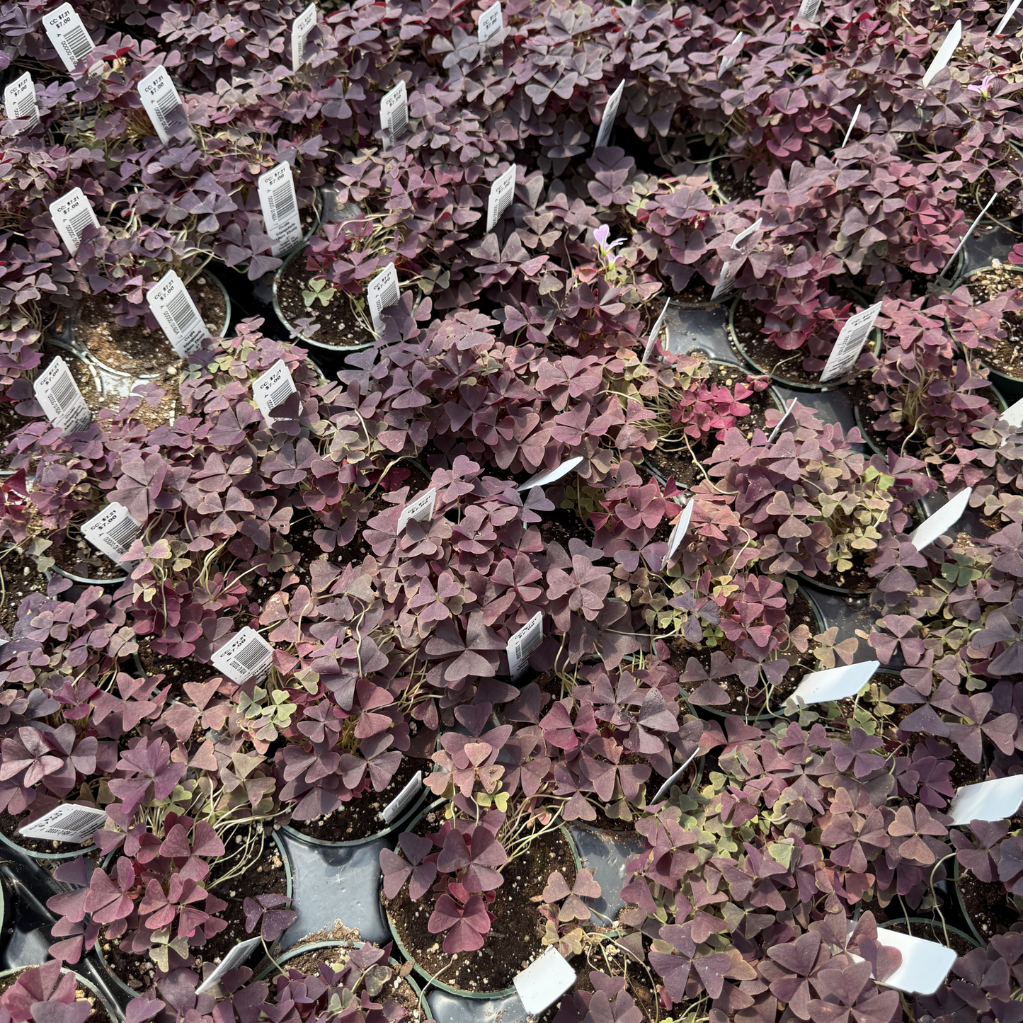 Oxalis triangularis 'Ebony Allure'
