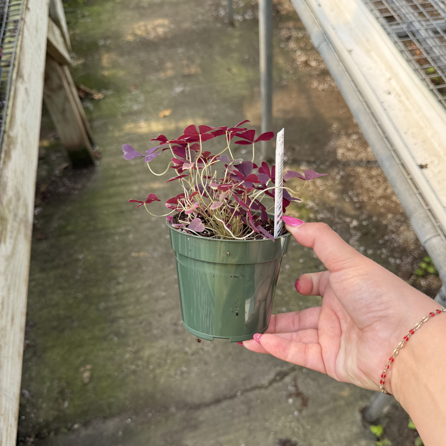 Oxalis triangularis 'Ebony Allure'