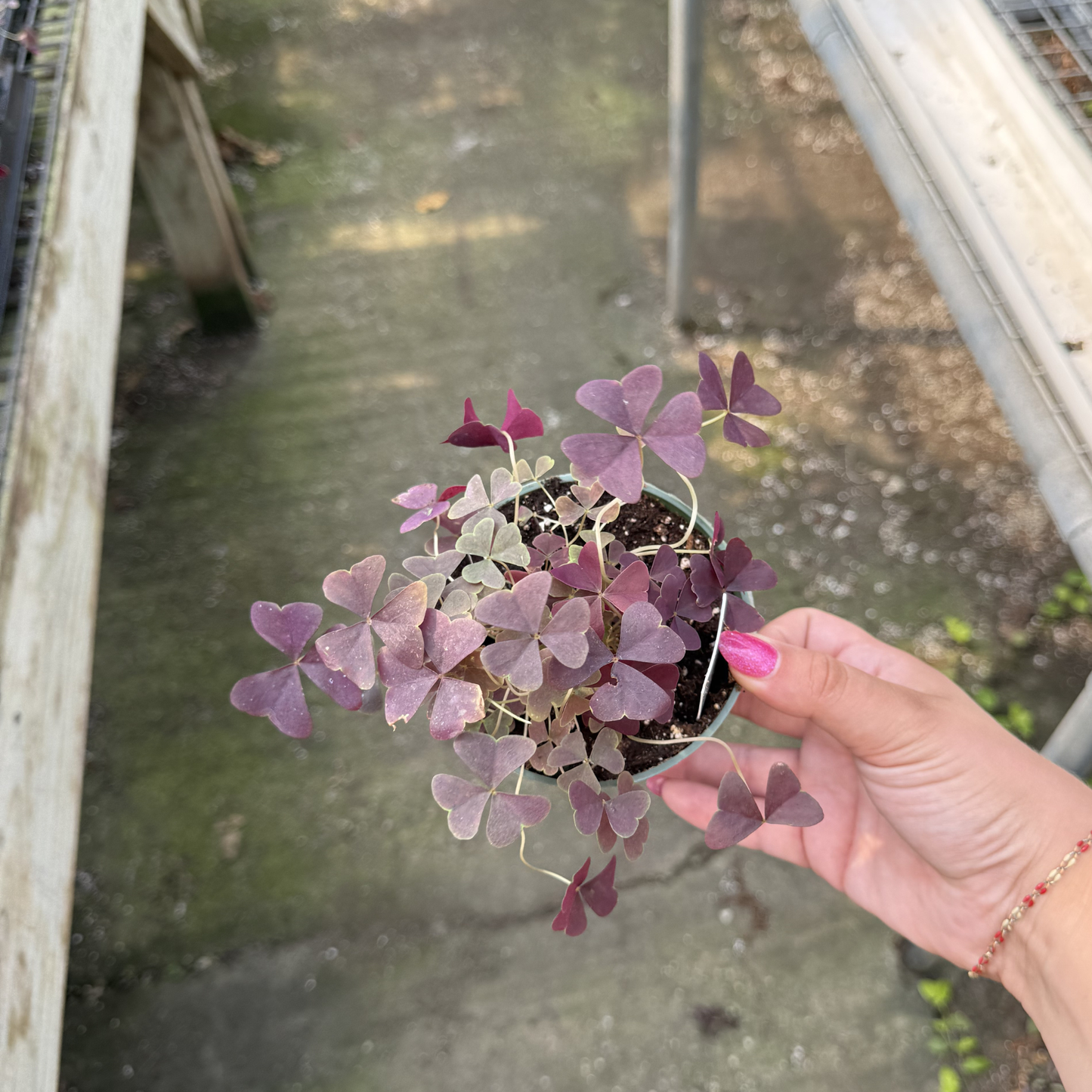 Oxalis triangularis 'Ebony Allure'
