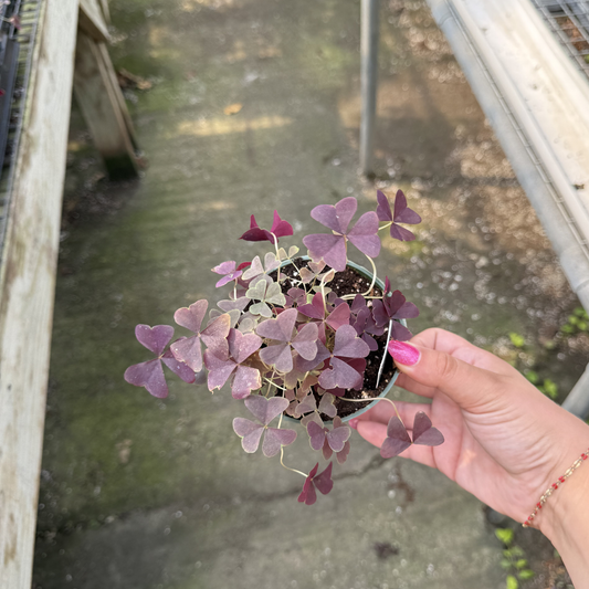 Oxalis triangularis 'Ebony Allure'