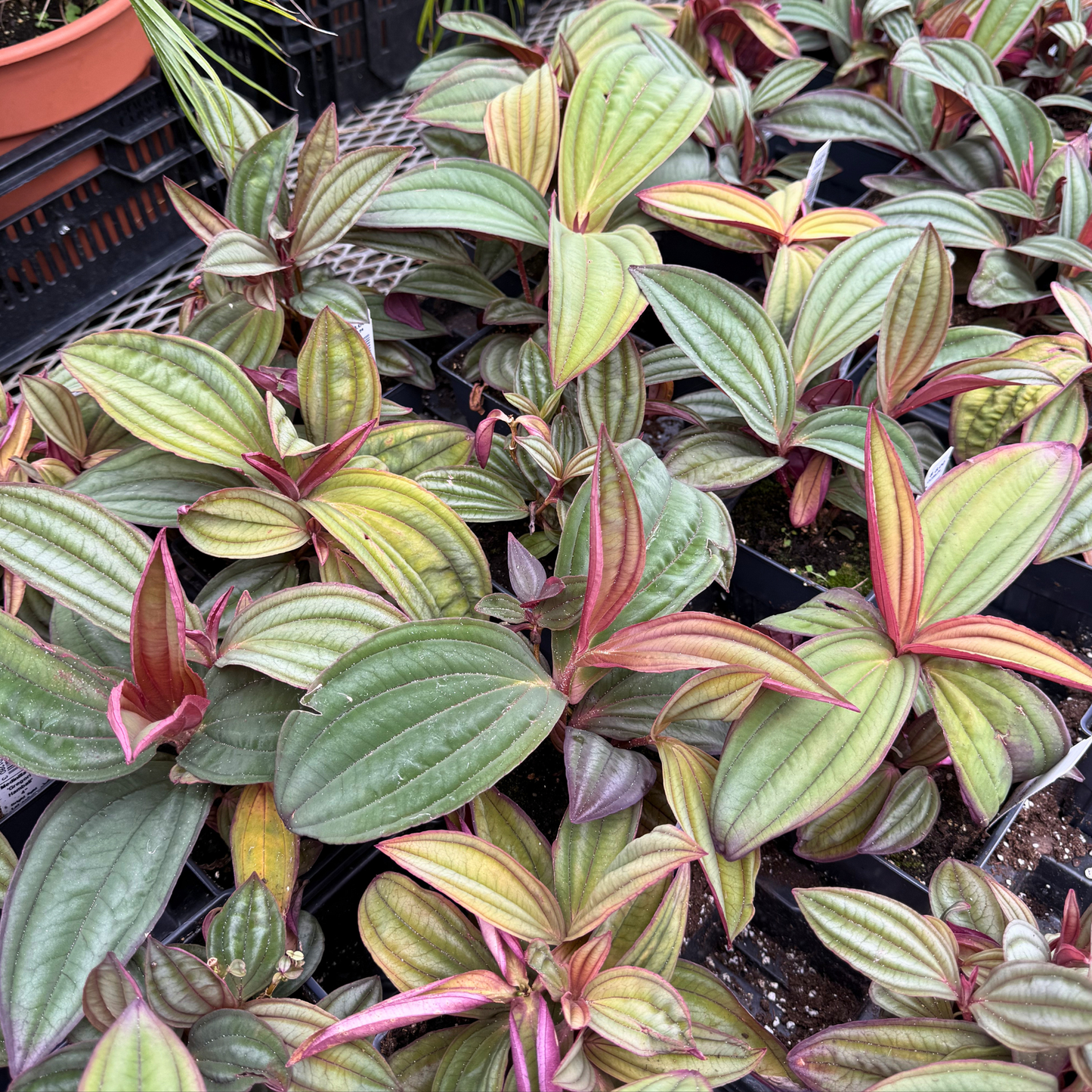 Medinilla 'Gregori Hambali'