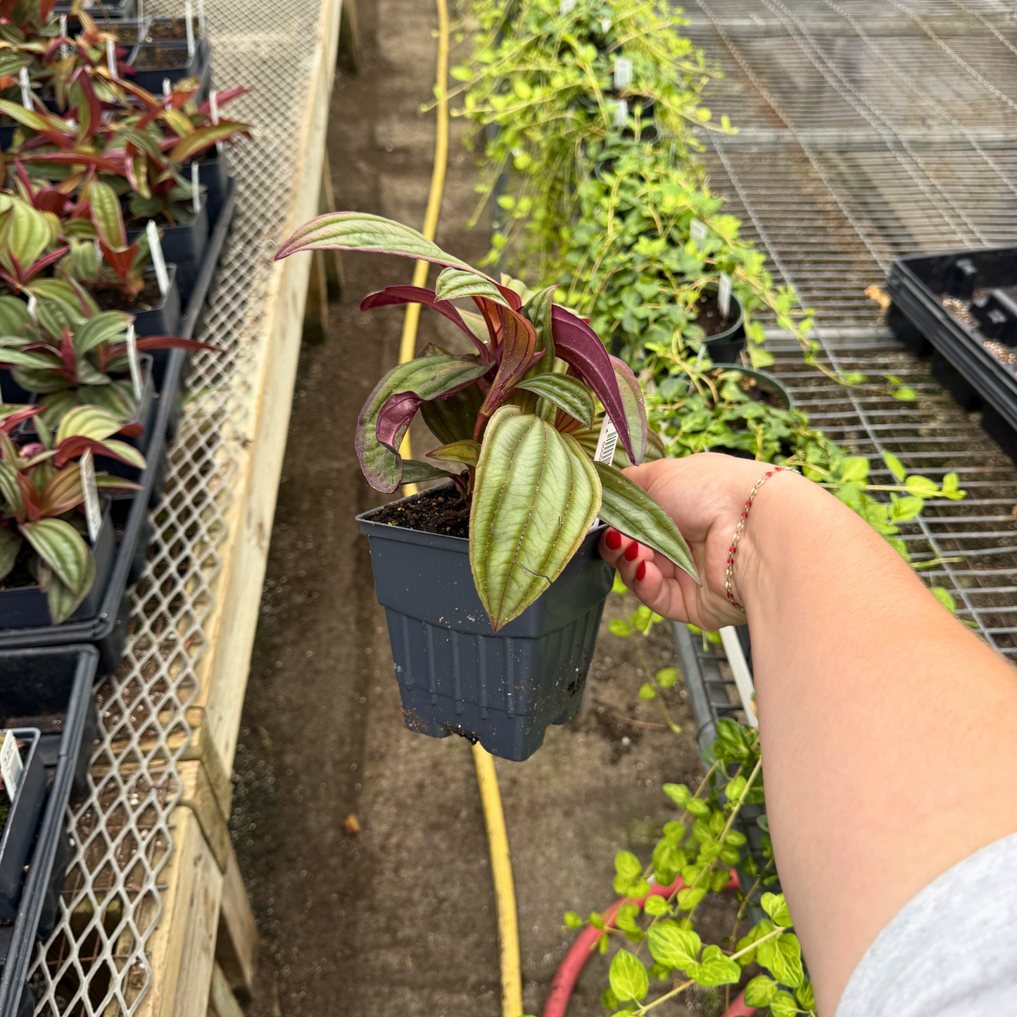 Medinilla 'Gregori Hambali'