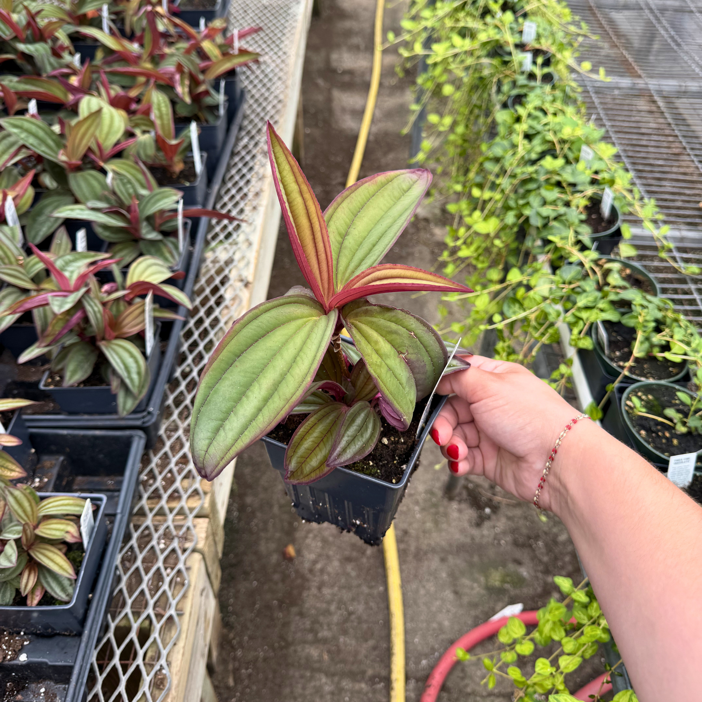 Medinilla 'Gregori Hambali'