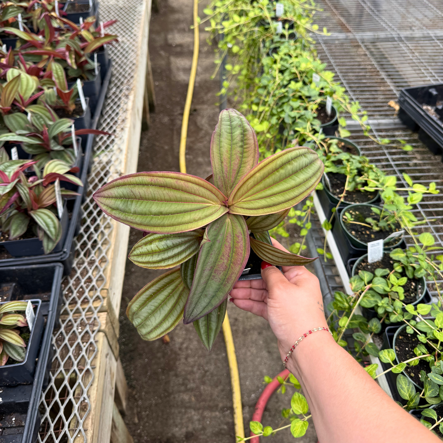 Medinilla 'Gregori Hambali'