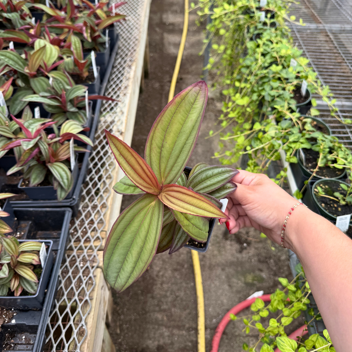 Medinilla 'Gregori Hambali'