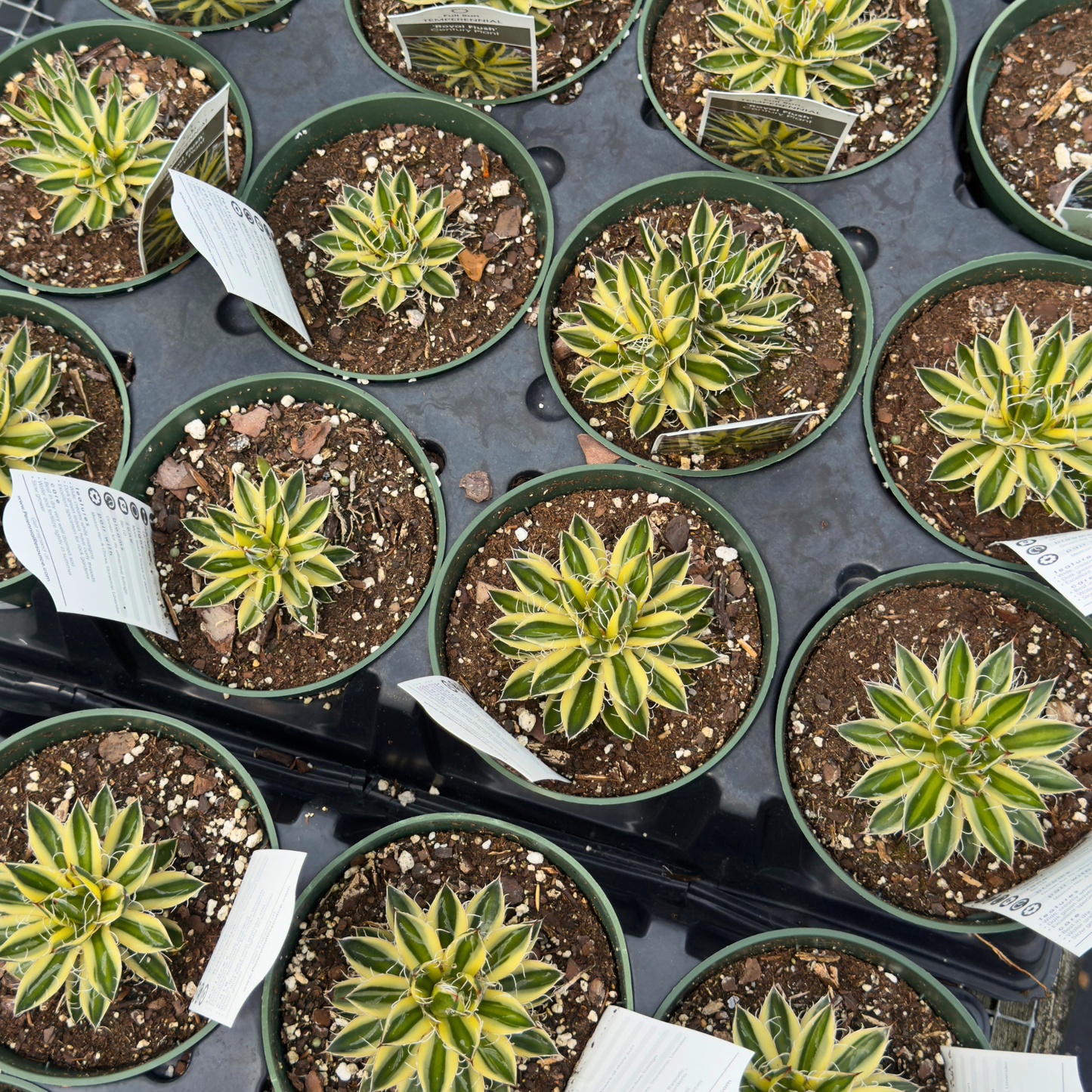 Agave schidigera 'Royal Flush'