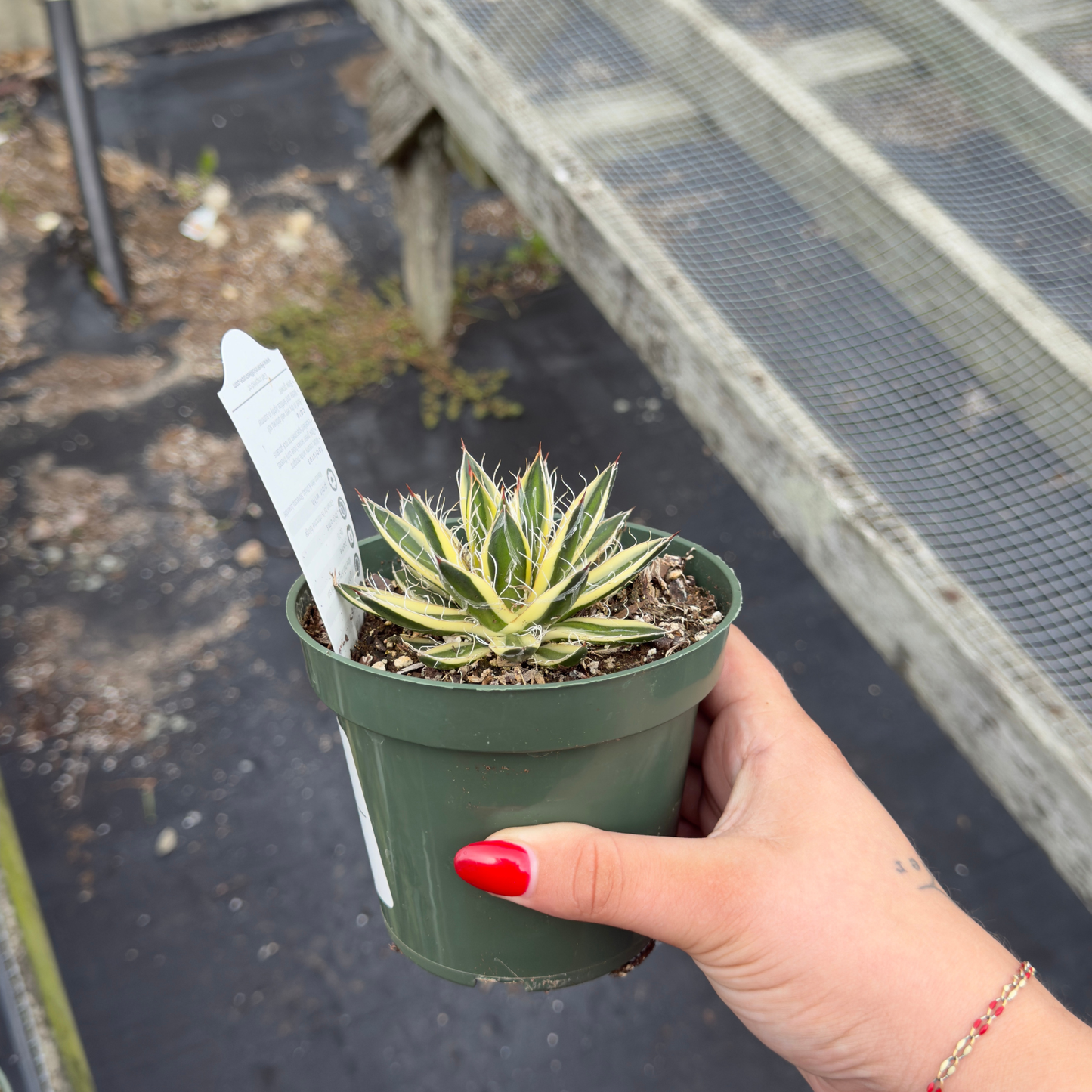 Agave schidigera 'Royal Flush'