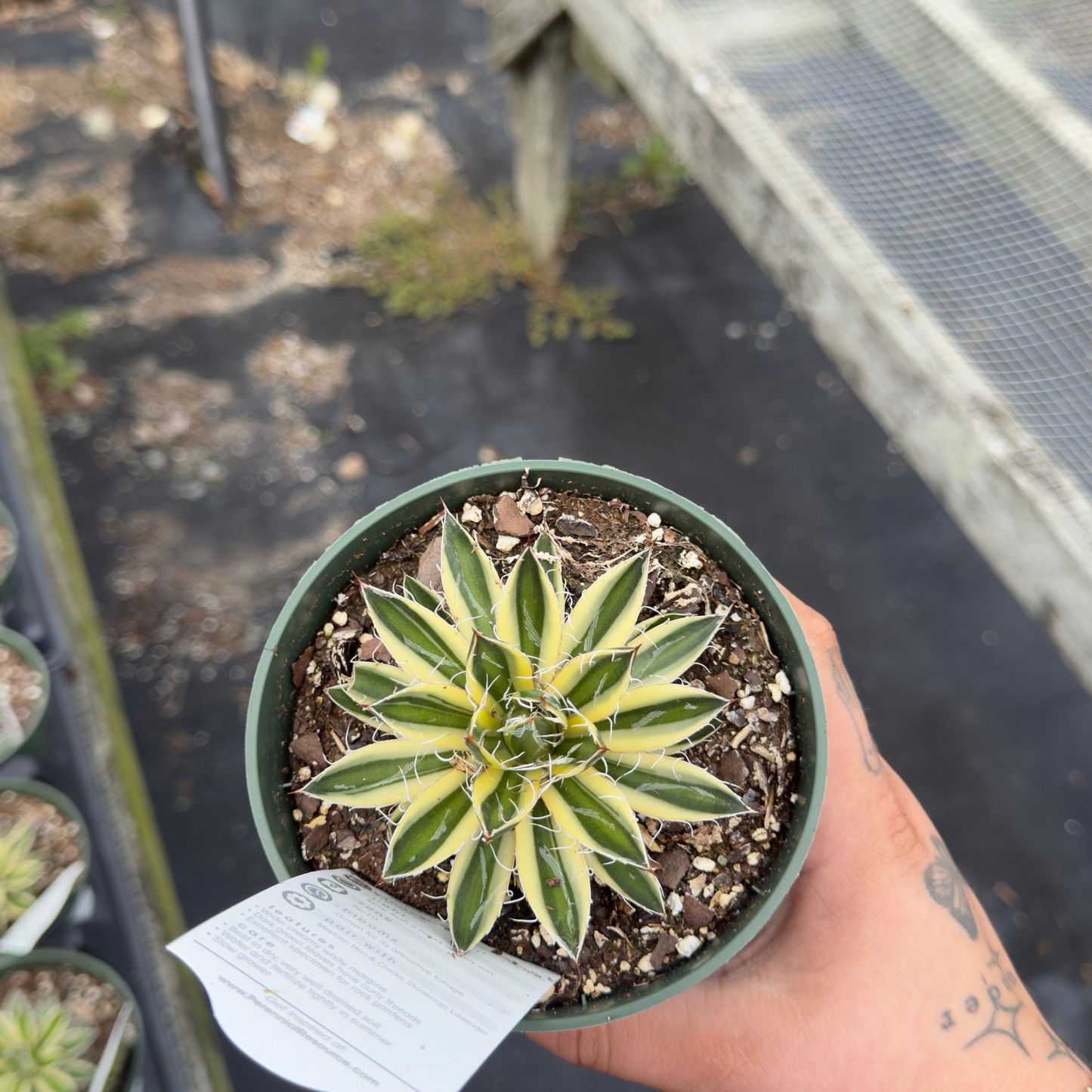 Agave schidigera 'Royal Flush'