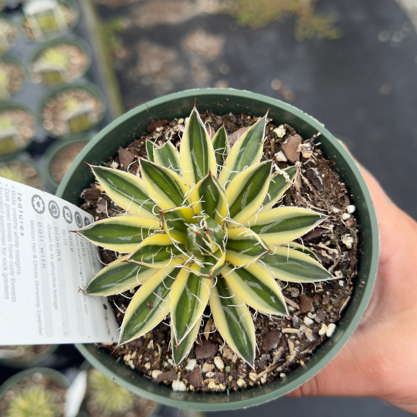 Agave schidigera 'Royal Flush'