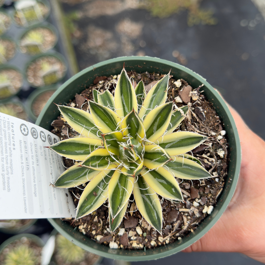 Agave schidigera 'Royal Flush'