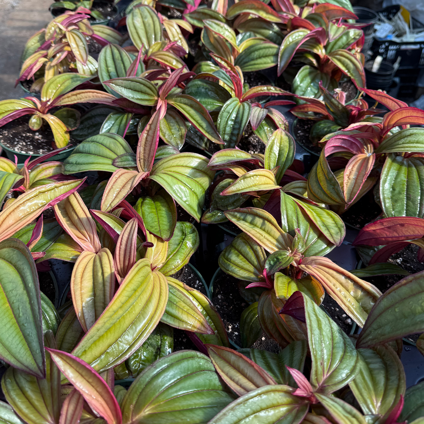 Medinilla 'Gregori Hambali'