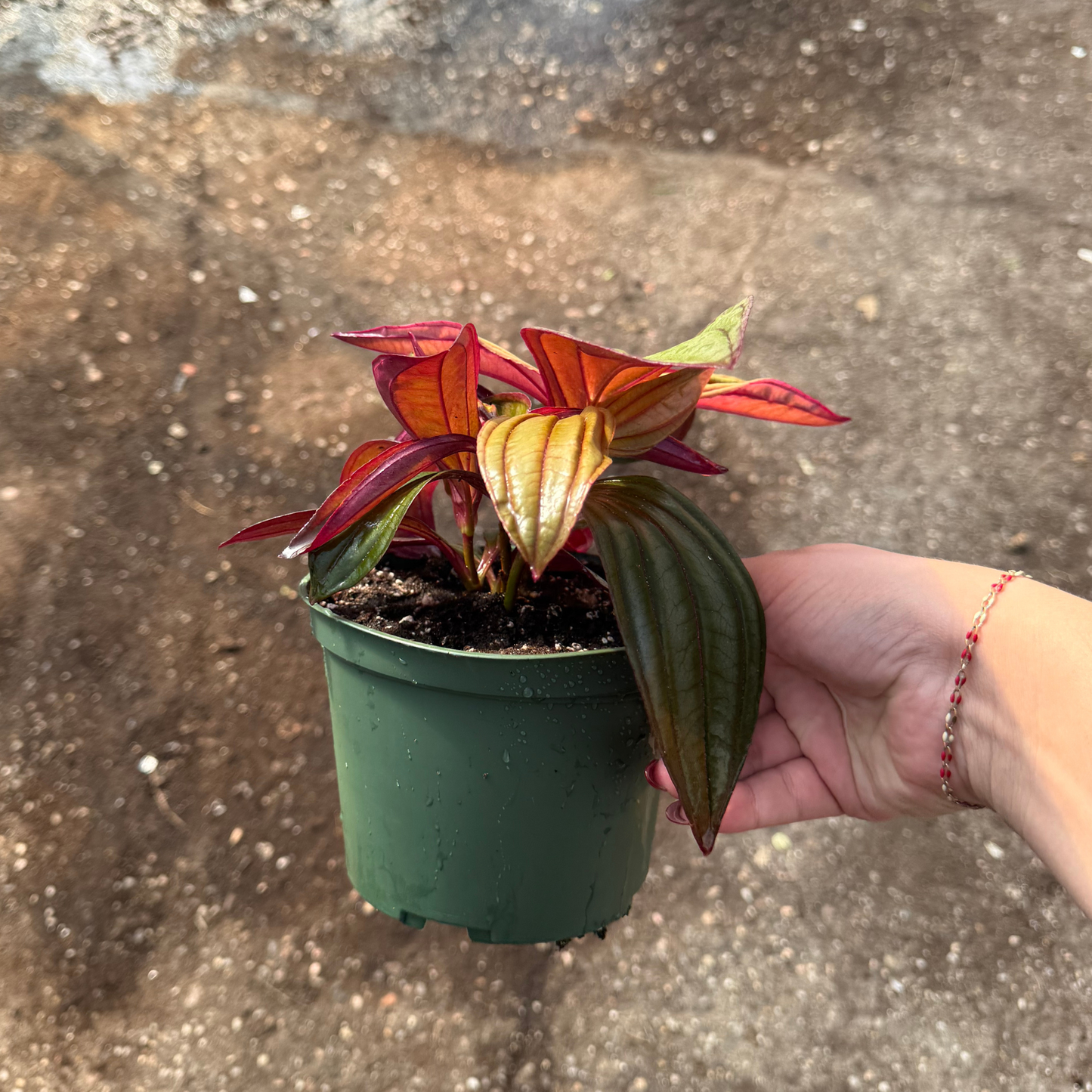 Medinilla 'Gregori Hambali'
