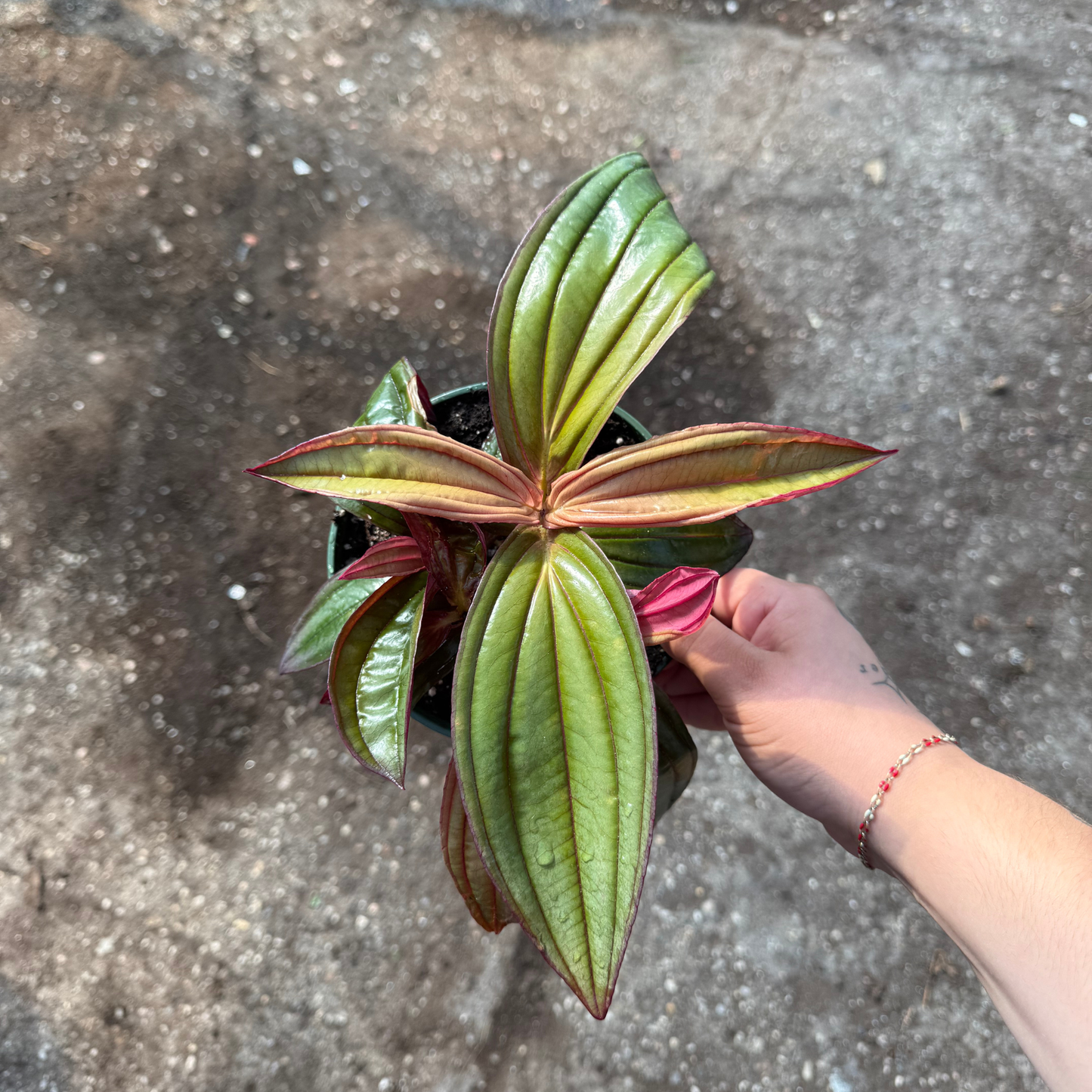 Medinilla 'Gregori Hambali'