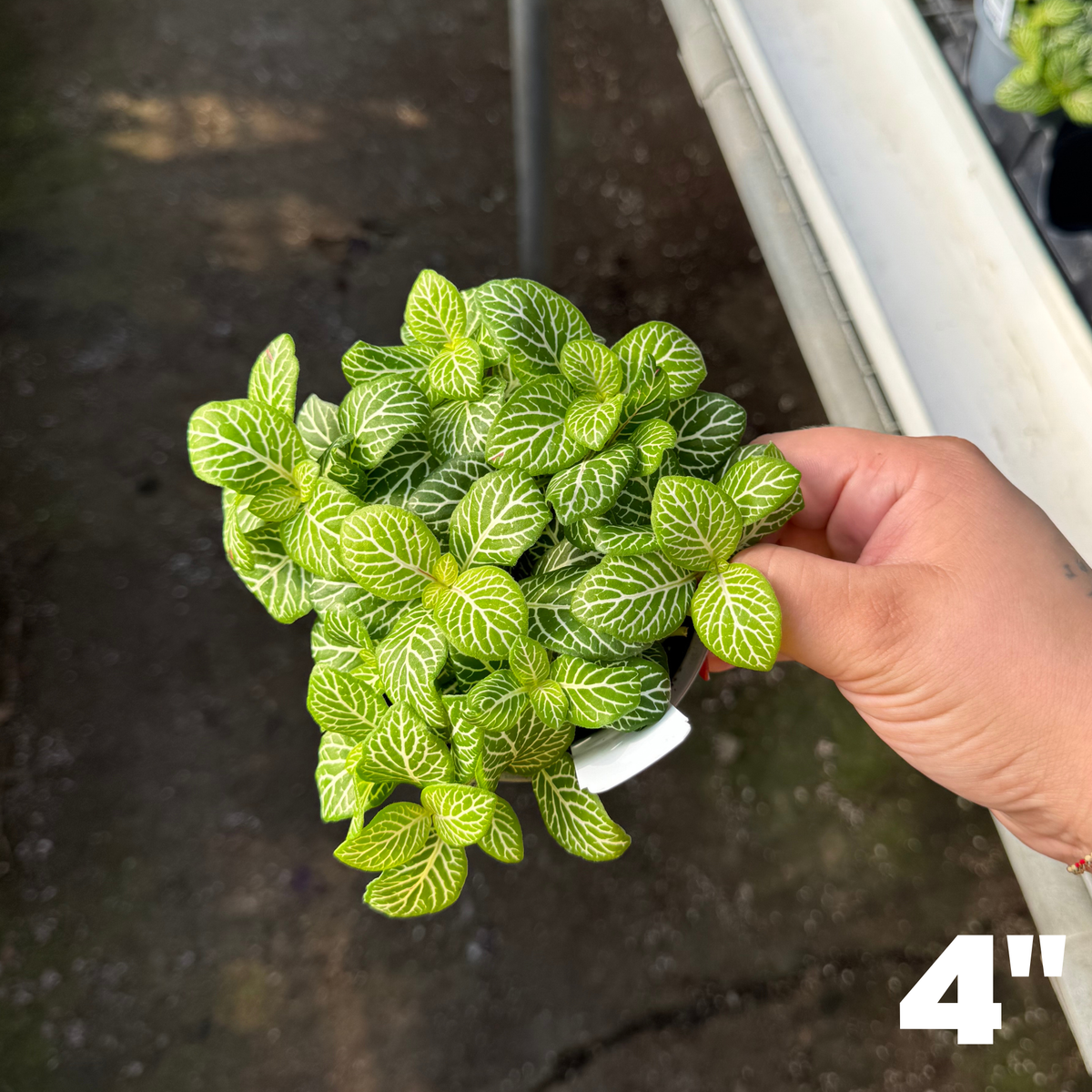 'Jolly Lemon' Fittonia