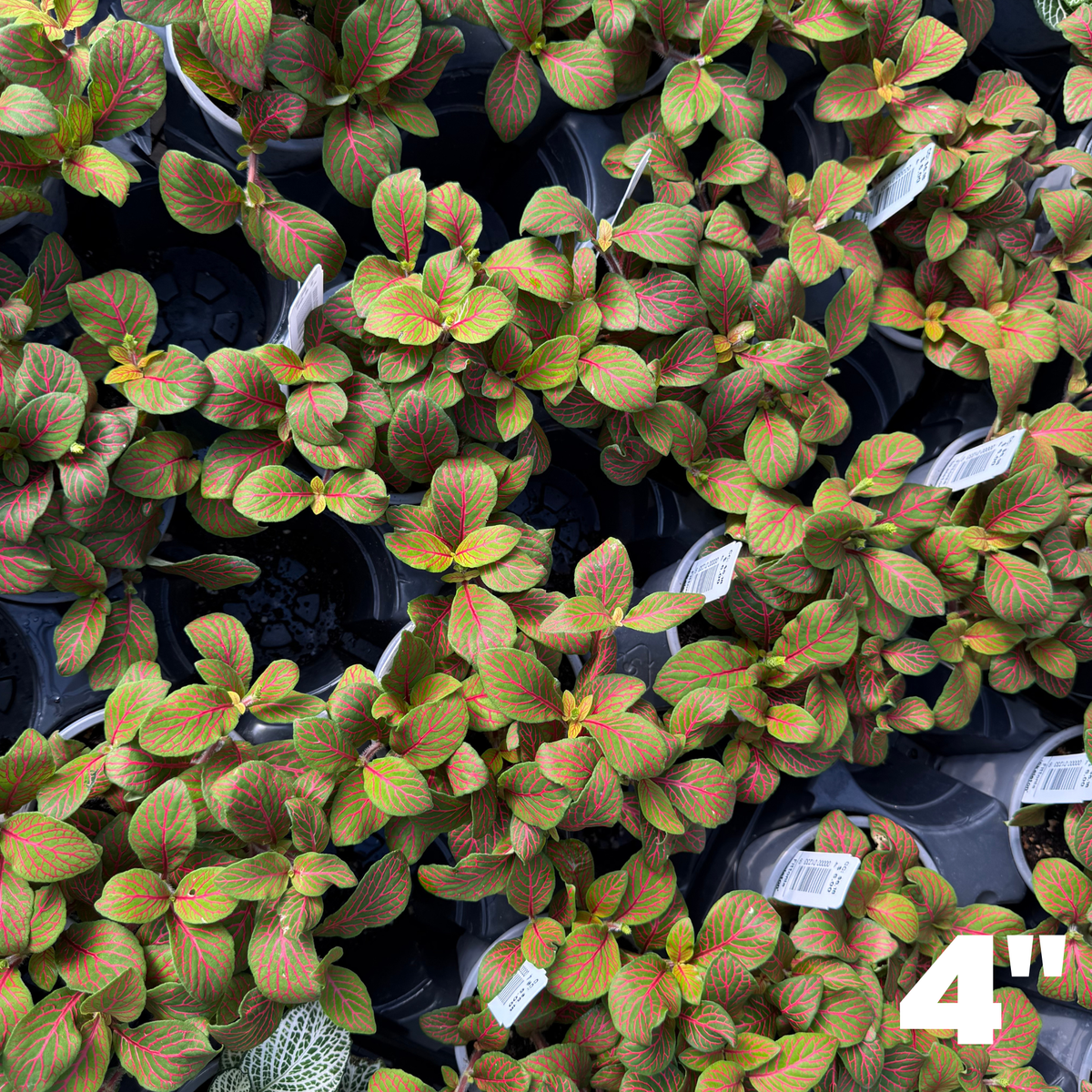 'Skeleton' Fittonia