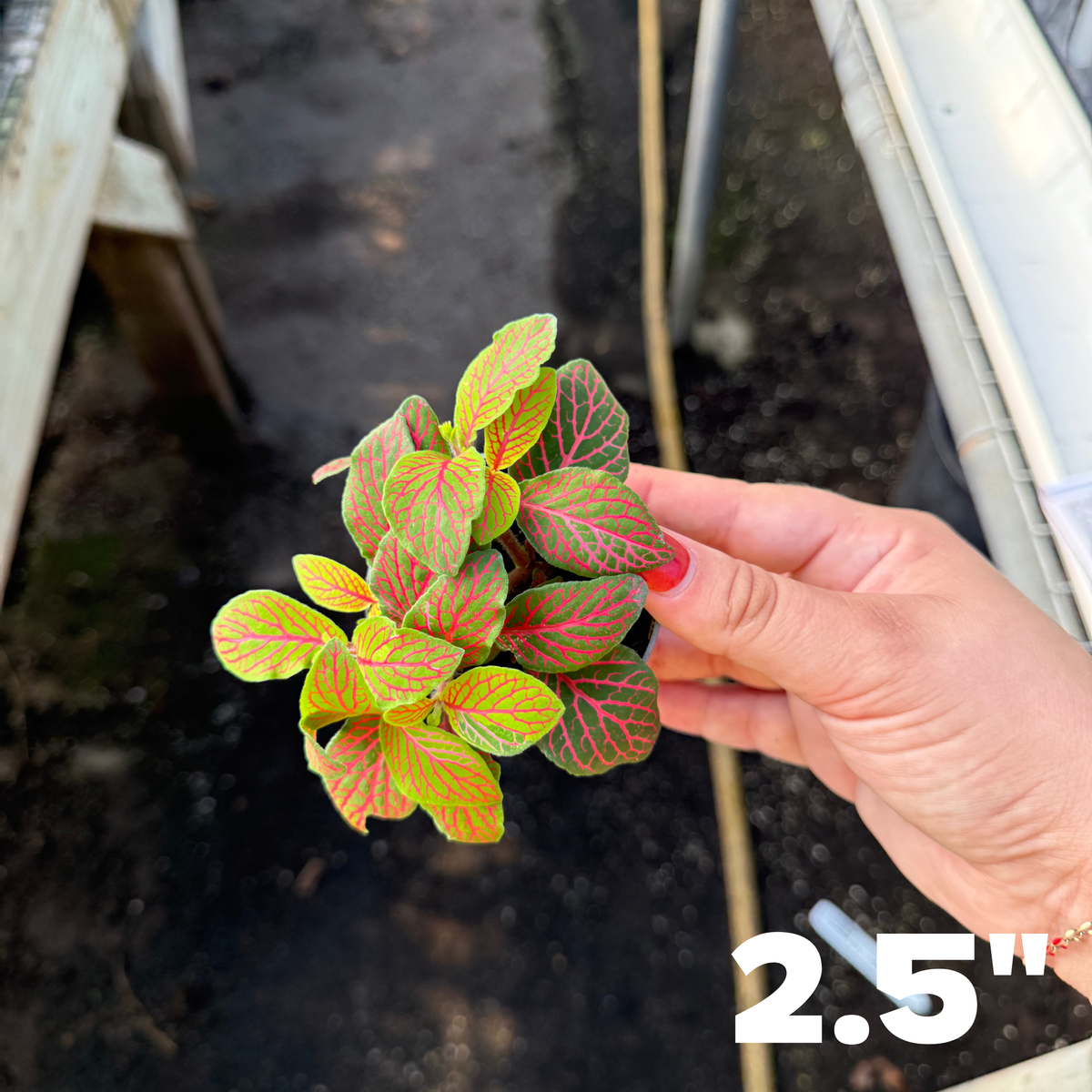 'Skeleton' Fittonia